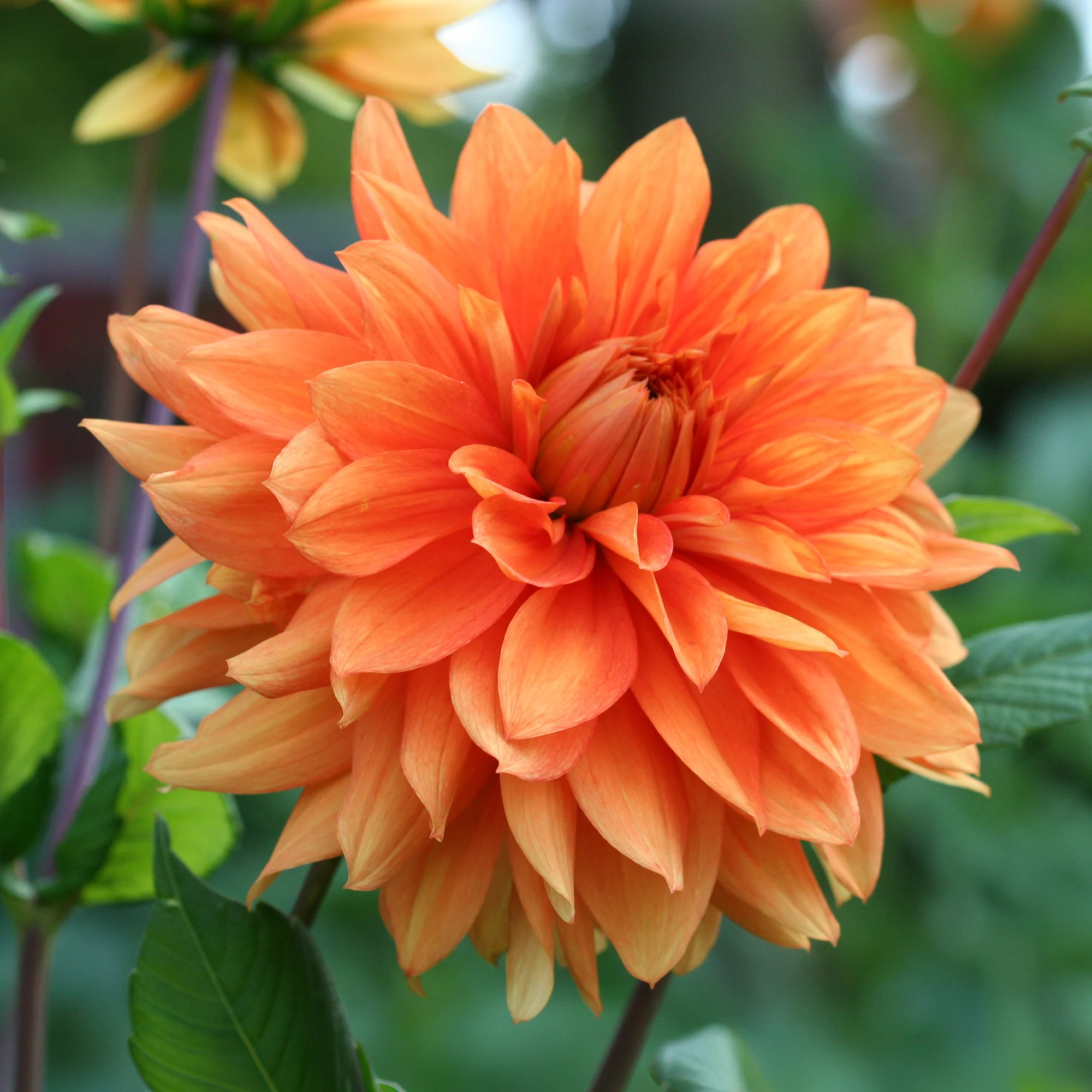 Dahlia orange - Image 2