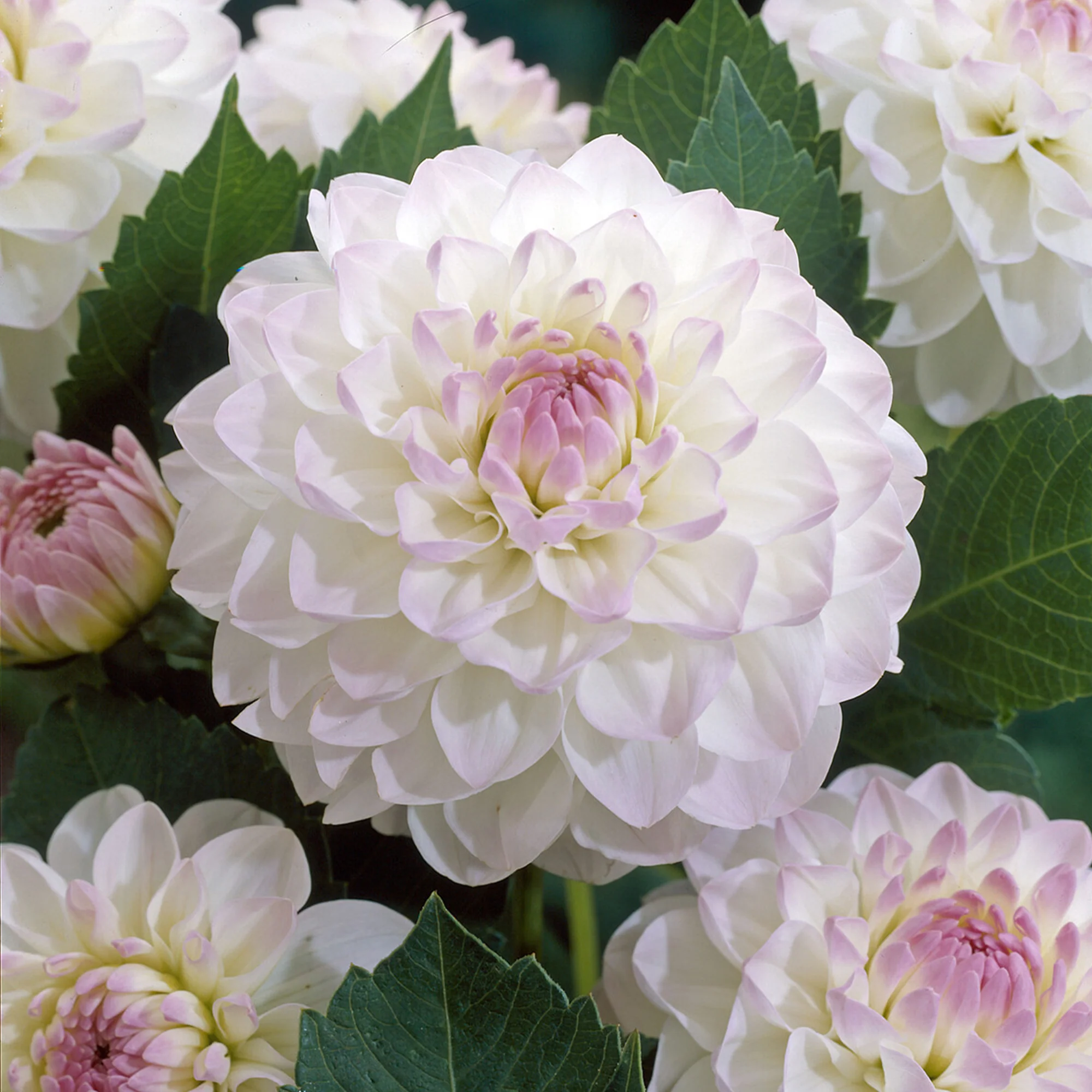 Dahlia Ball Evelyne - Image 2
