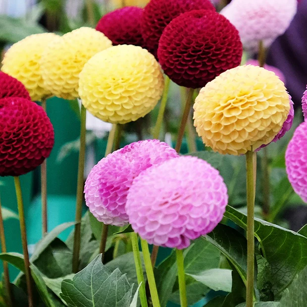 5 Dahlias pompons colorés en mélange - Image 3