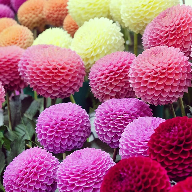 5 Dahlias pompons colorés en mélange - Image 4
