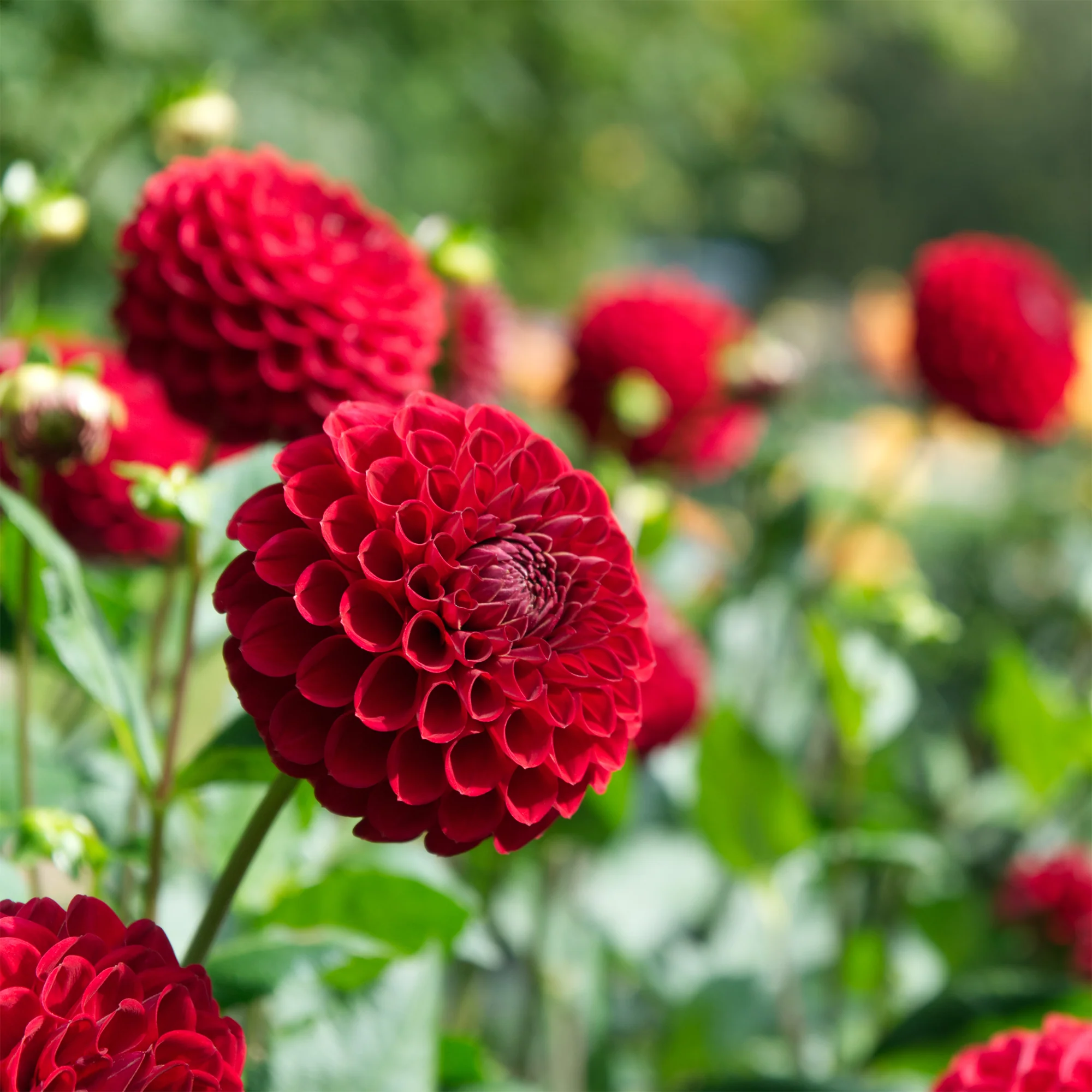 Dahlia Ball Cornel - Image 3