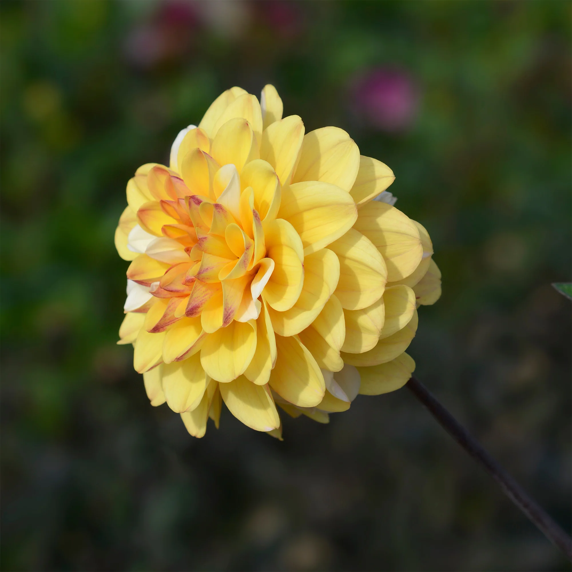 3 Dahlias pompon Double Jill