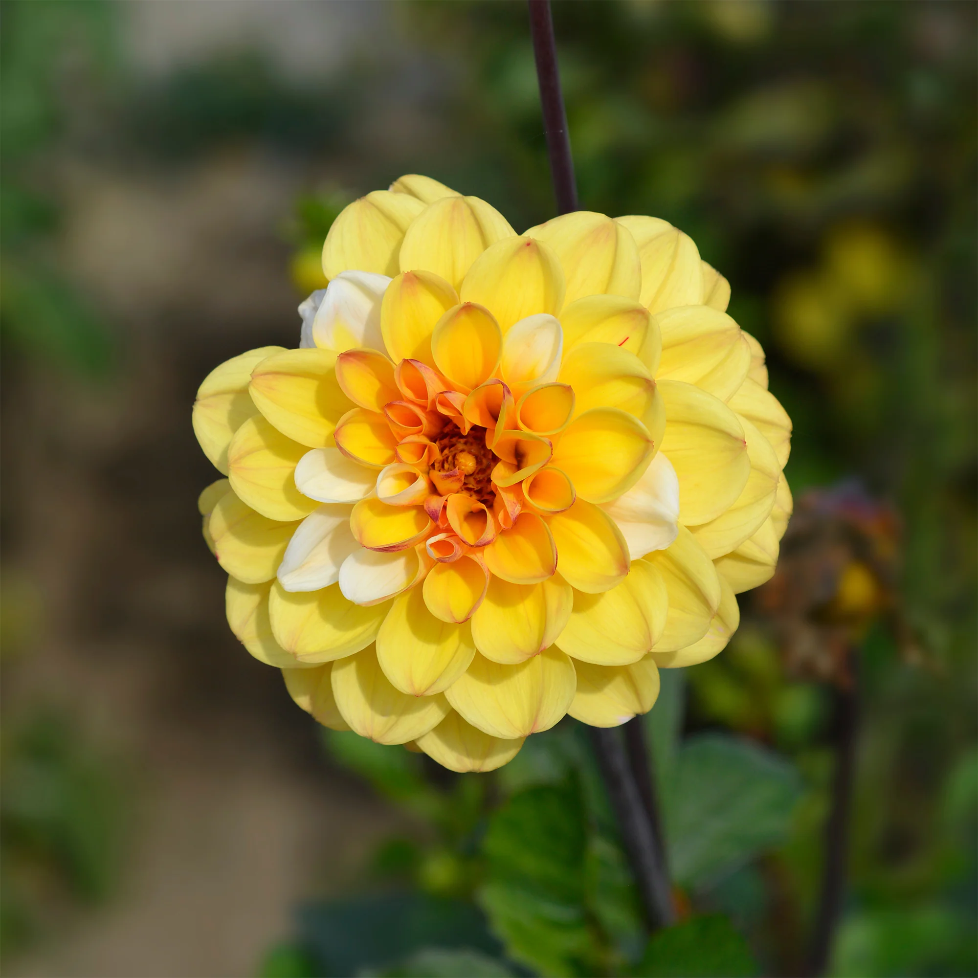 3 Dahlias pompon Double Jill - Image 2