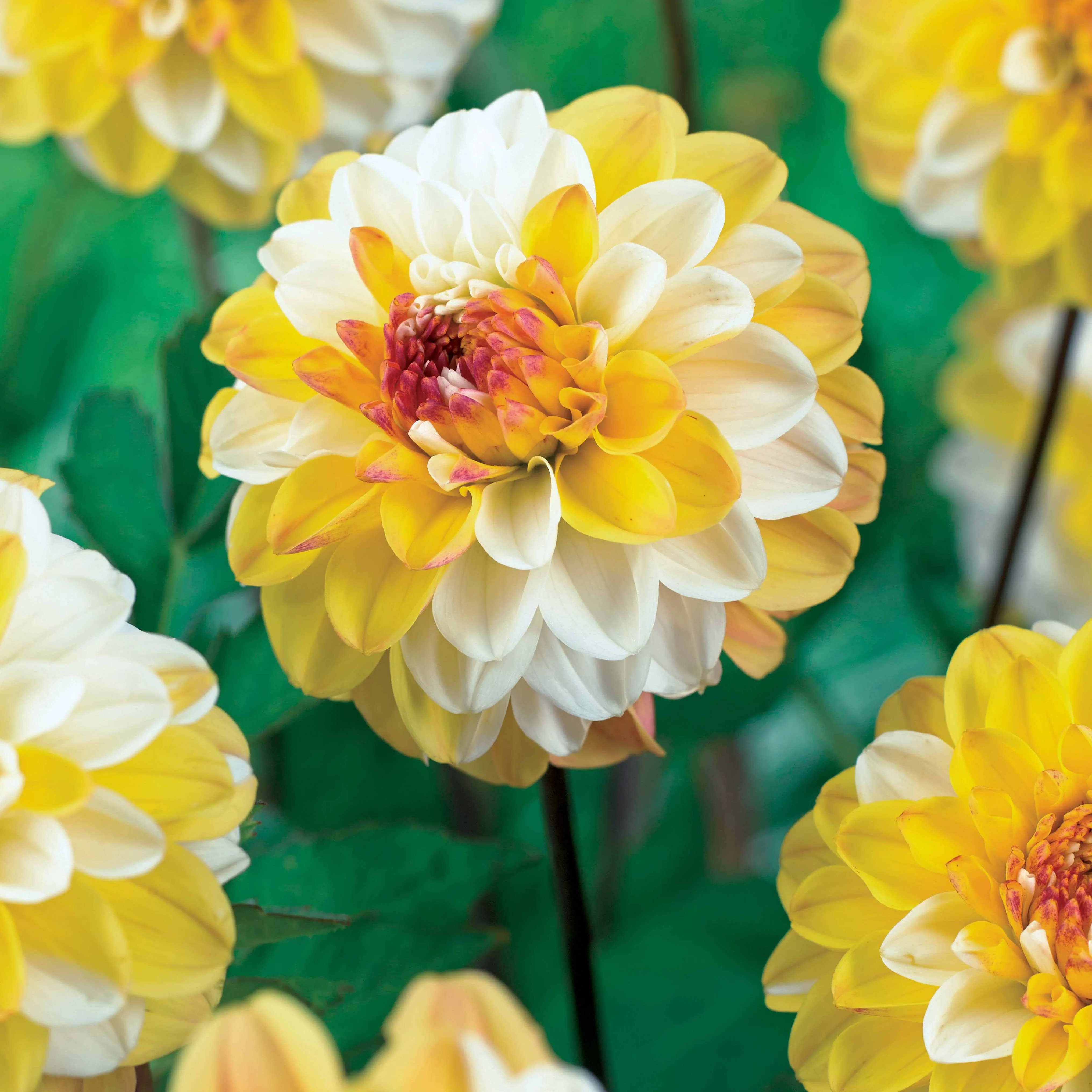 3 Dahlias pompon Double Jill - Image 3
