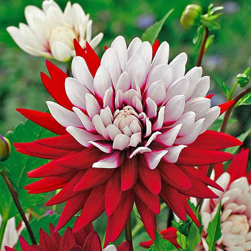 3 Dahlias Rebecca's World - Image 4