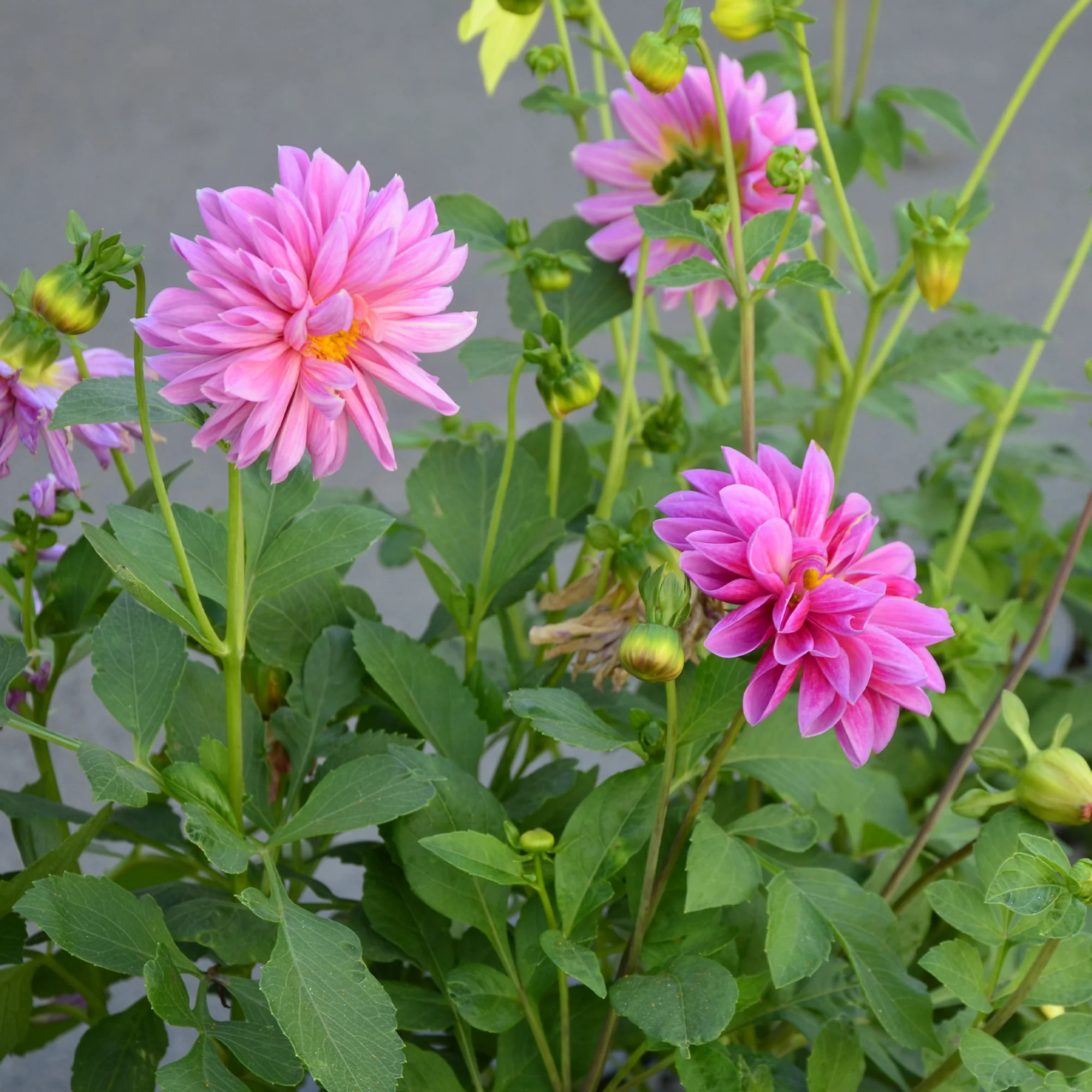 Dahlia rose