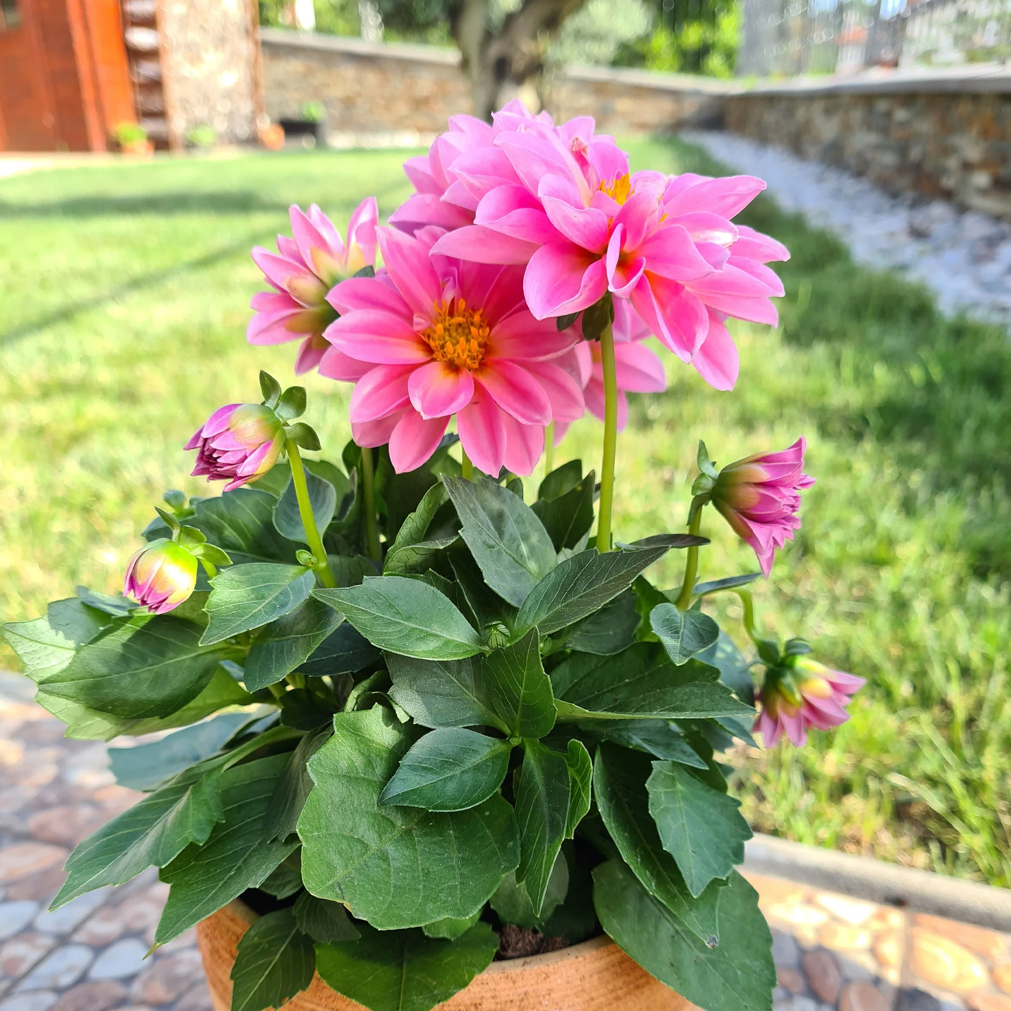 Dahlia rose - Image 2