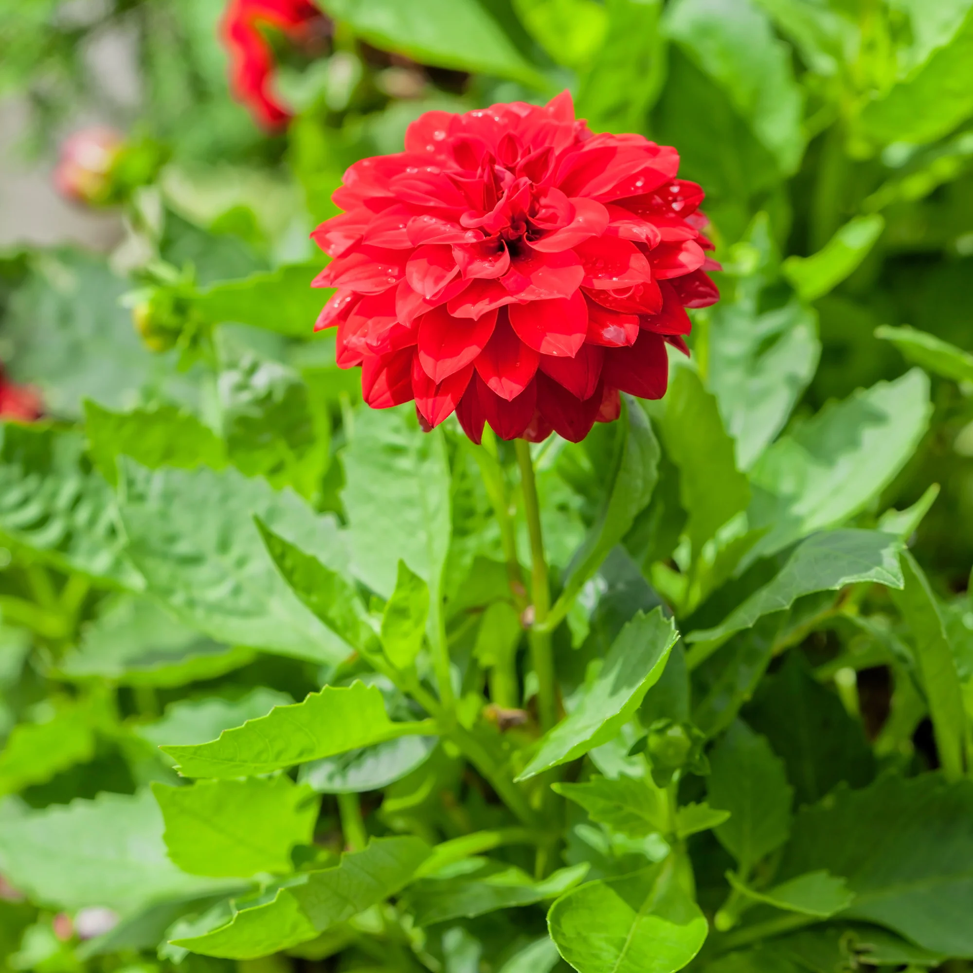 Dahlia rouge