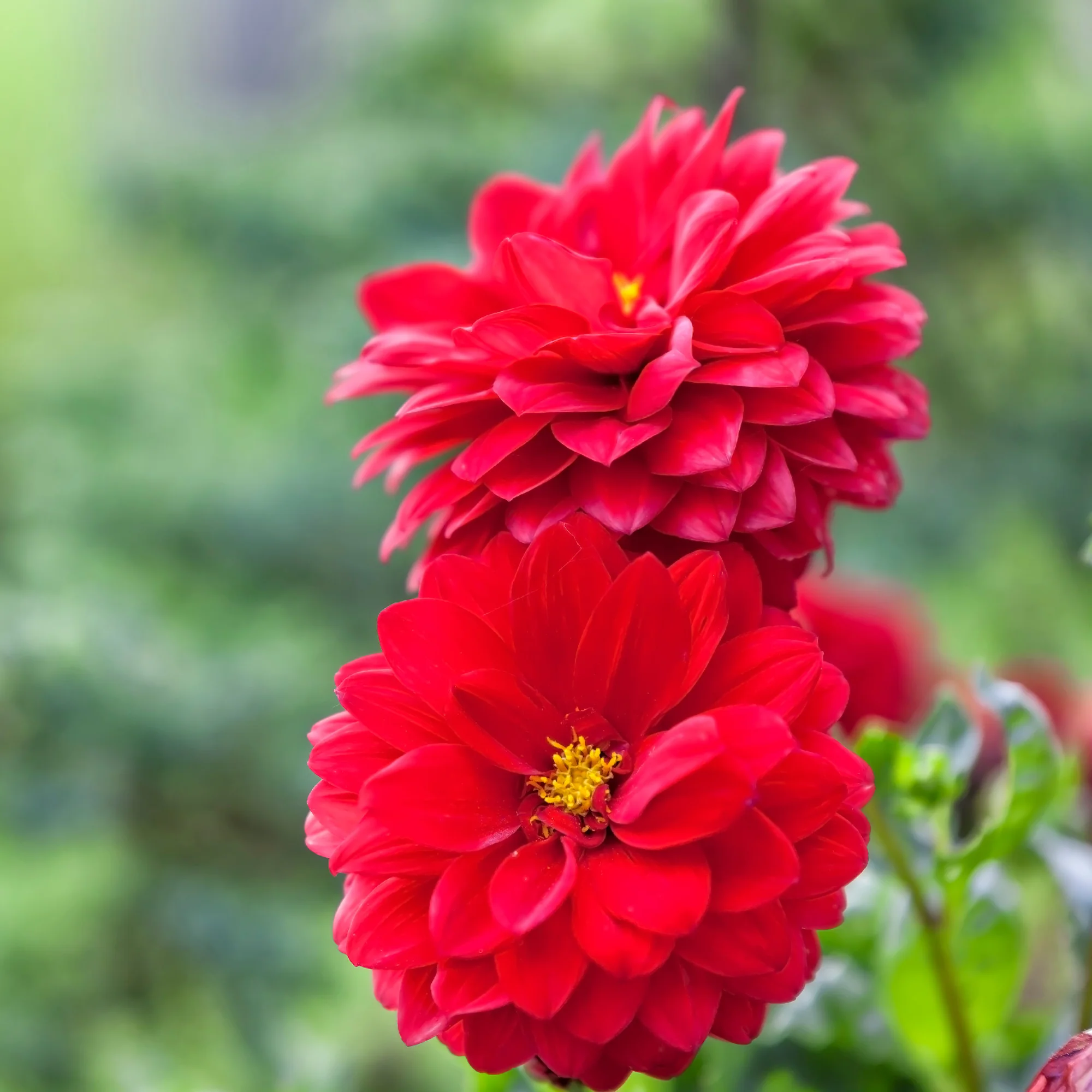 Dahlia rouge - Image 2