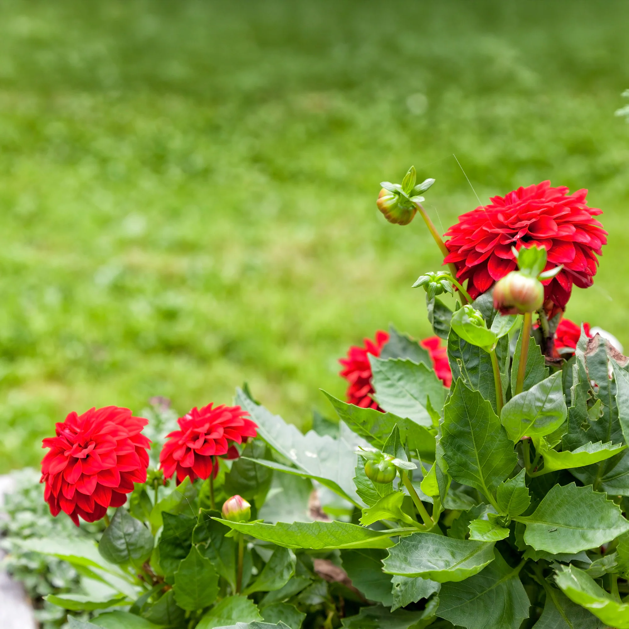 Dahlia rouge - Image 3
