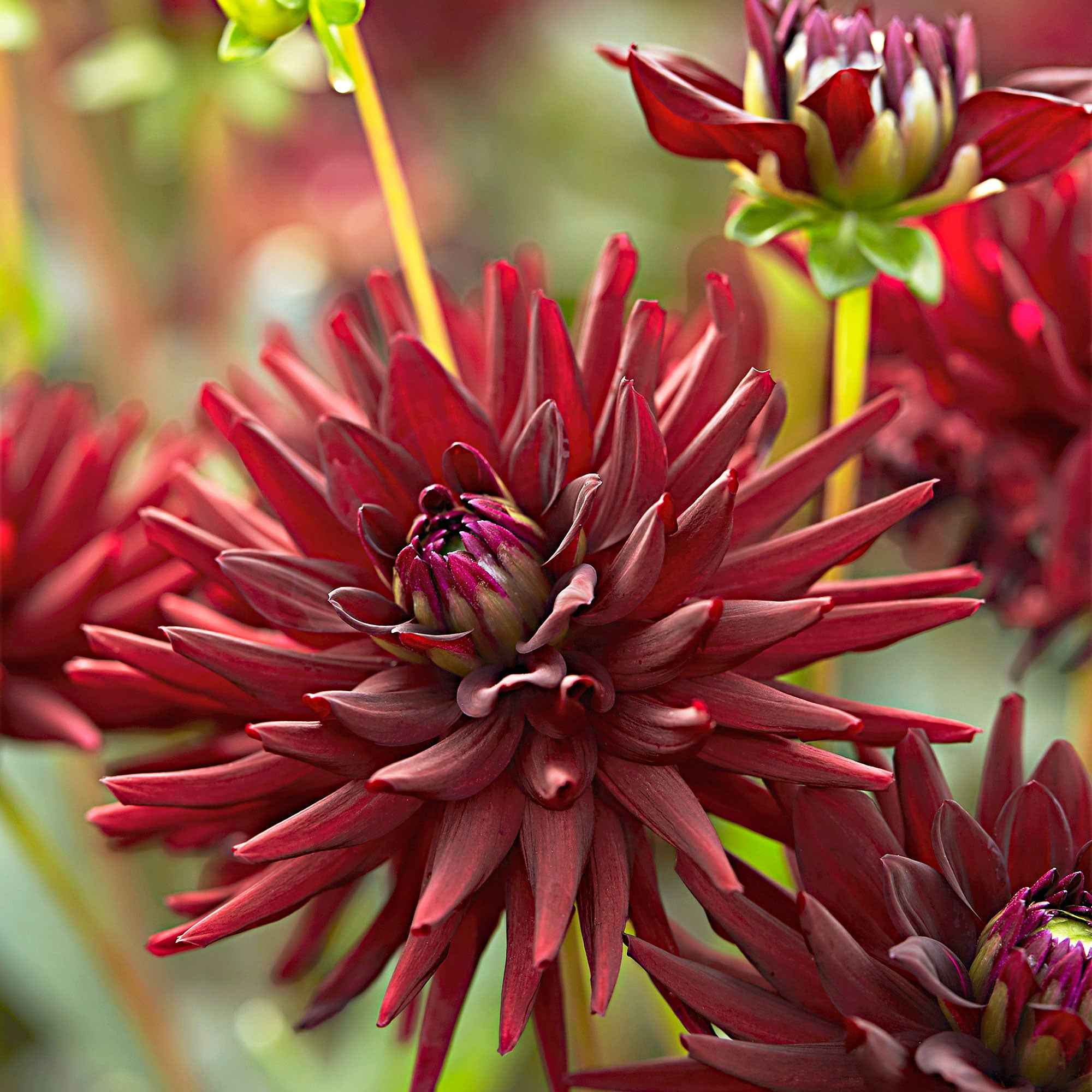 3 Dahlias cactus presque noir Tamburo - Image 3