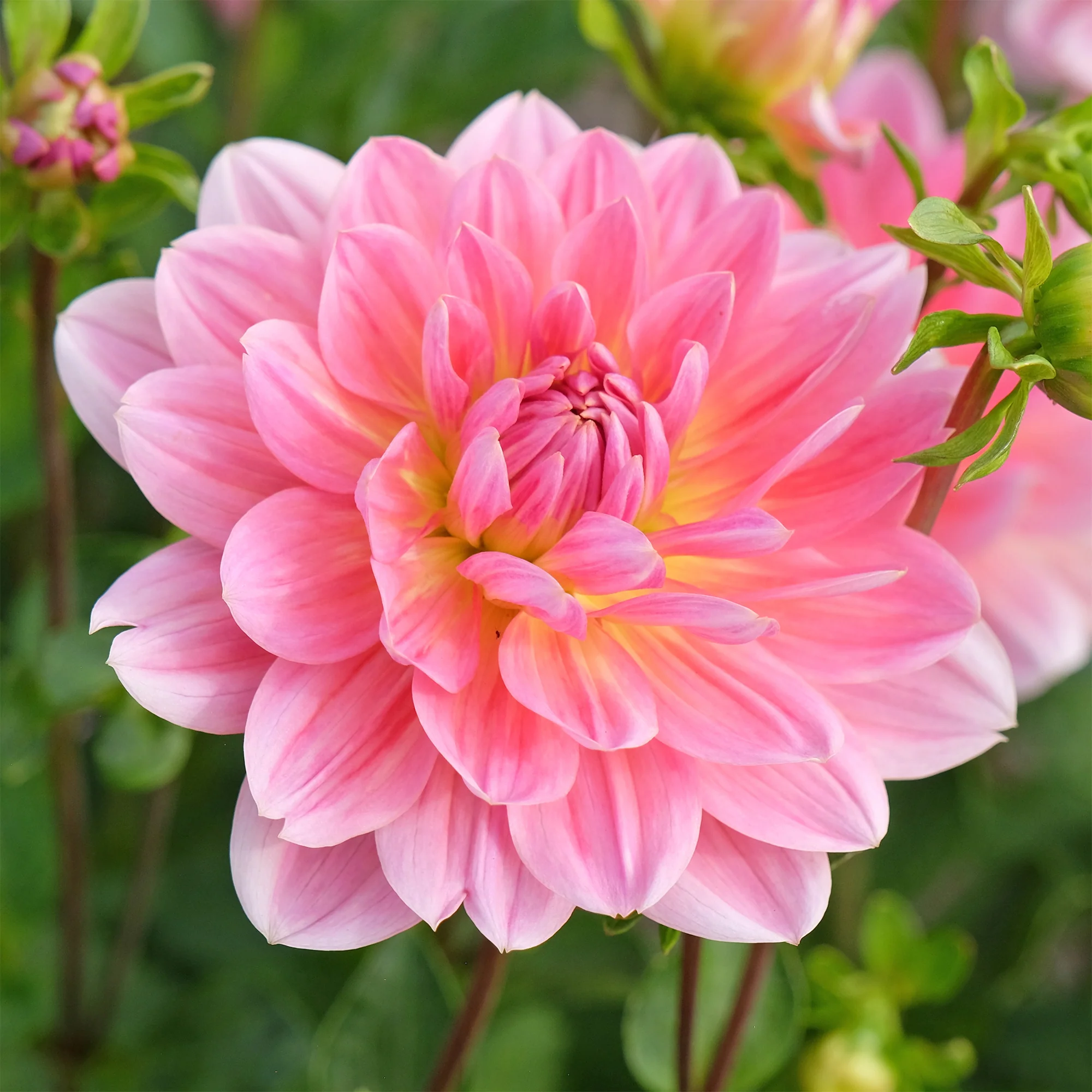 Dahlia Twiggy