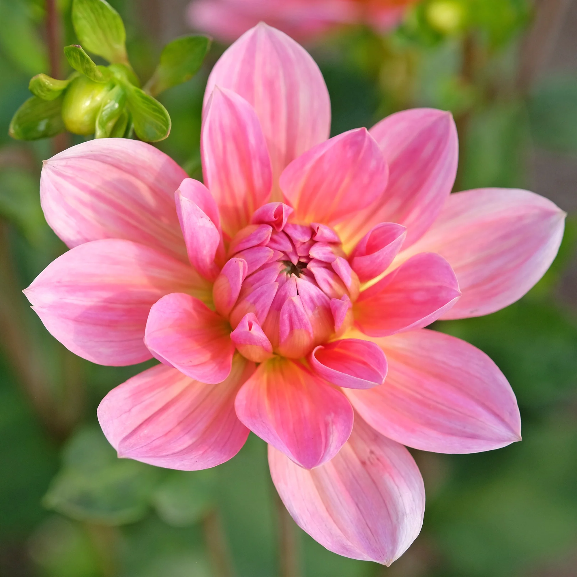 Dahlia Twiggy - Image 2
