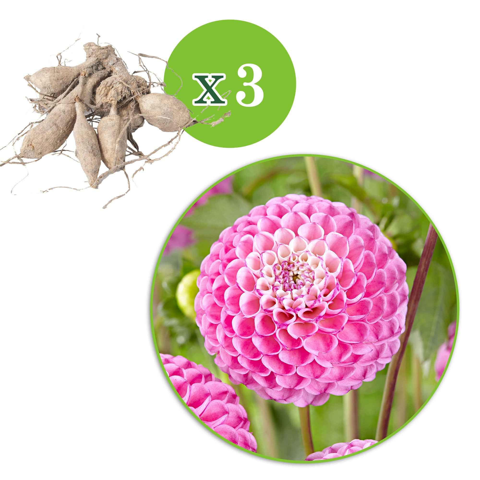 3 Dahlias Zippity Do Da - Image 2