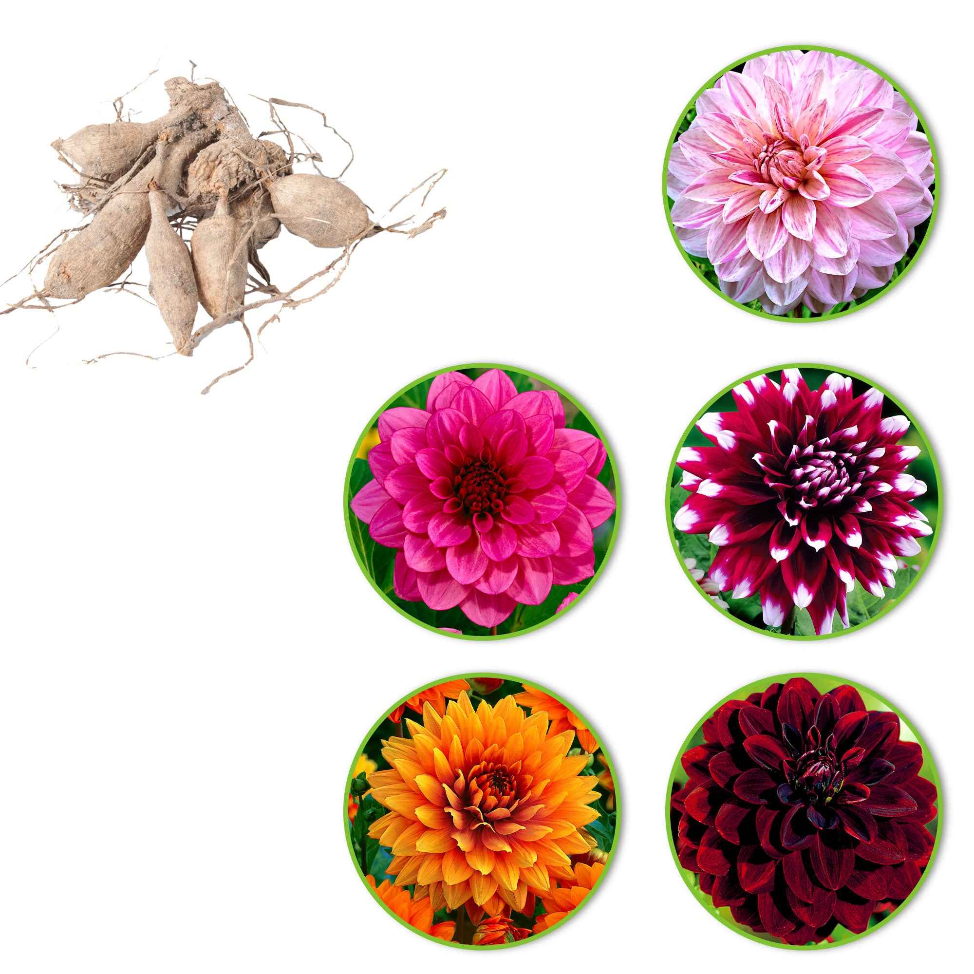 5 Dahlias à grandes fleurs en mélange - Image 3