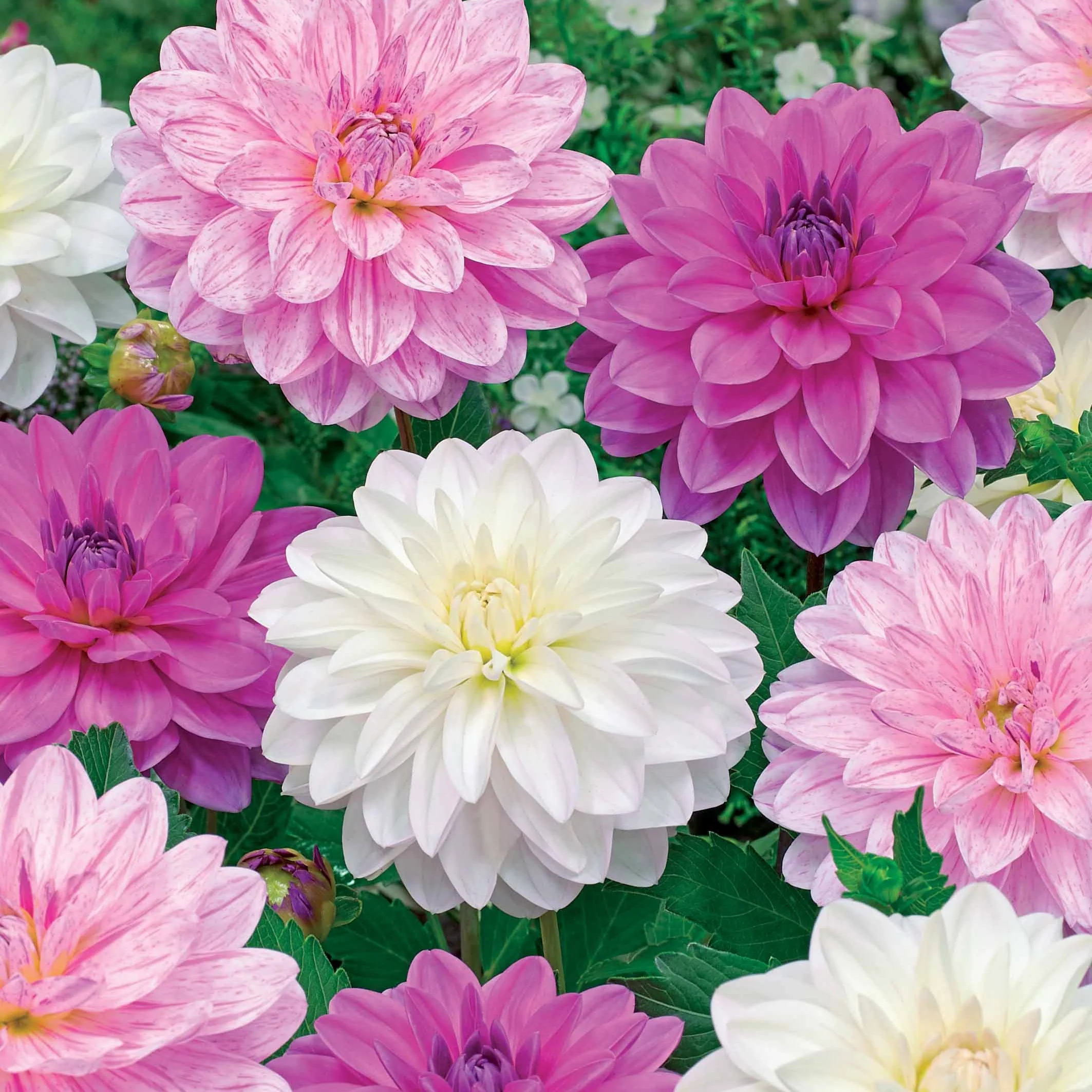 6 Dahlias Bonesta en mélange