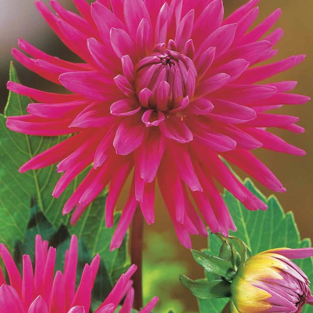 8 Dahlias cactus en mélange - Image 3