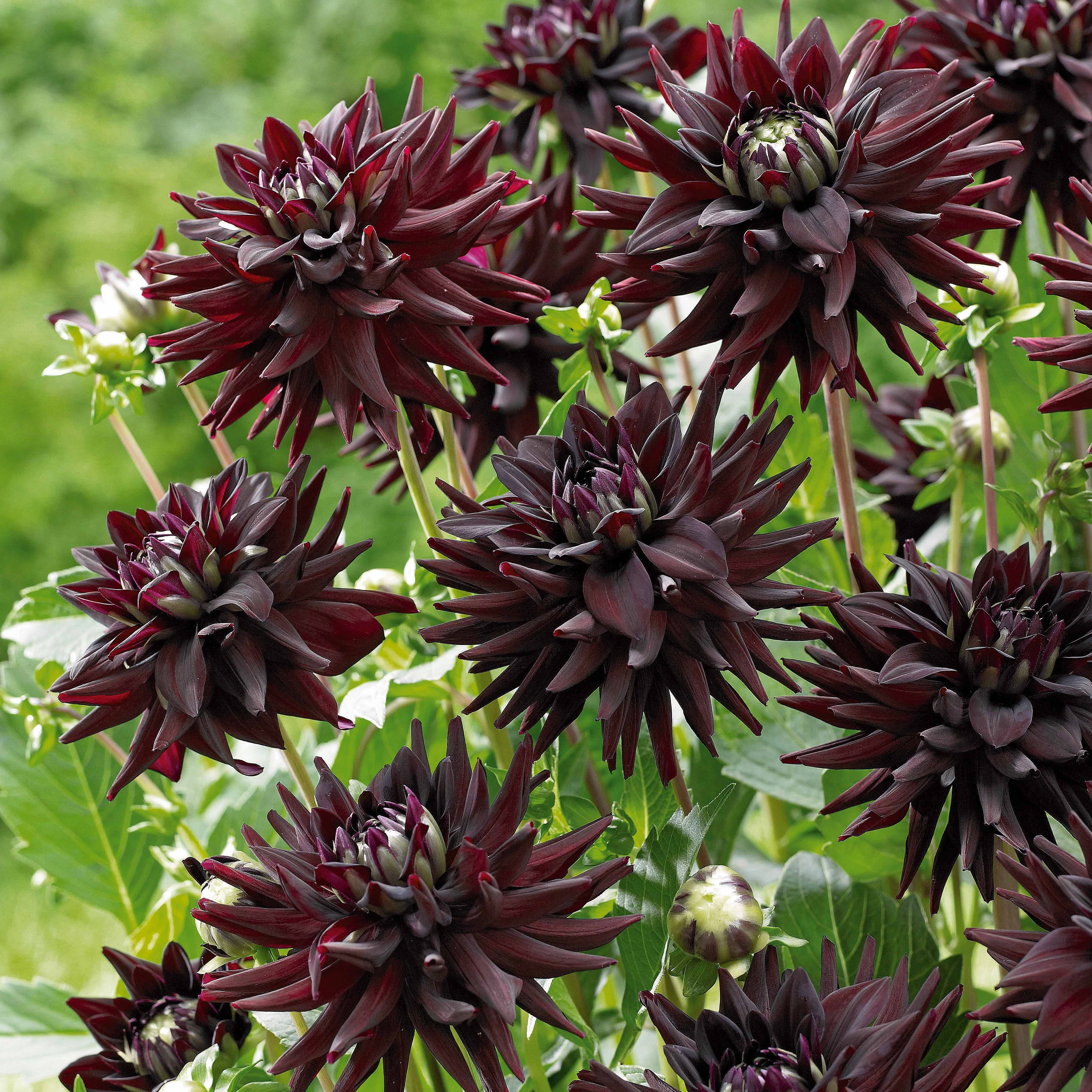 8 Dahlias cactus en mélange - Image 4