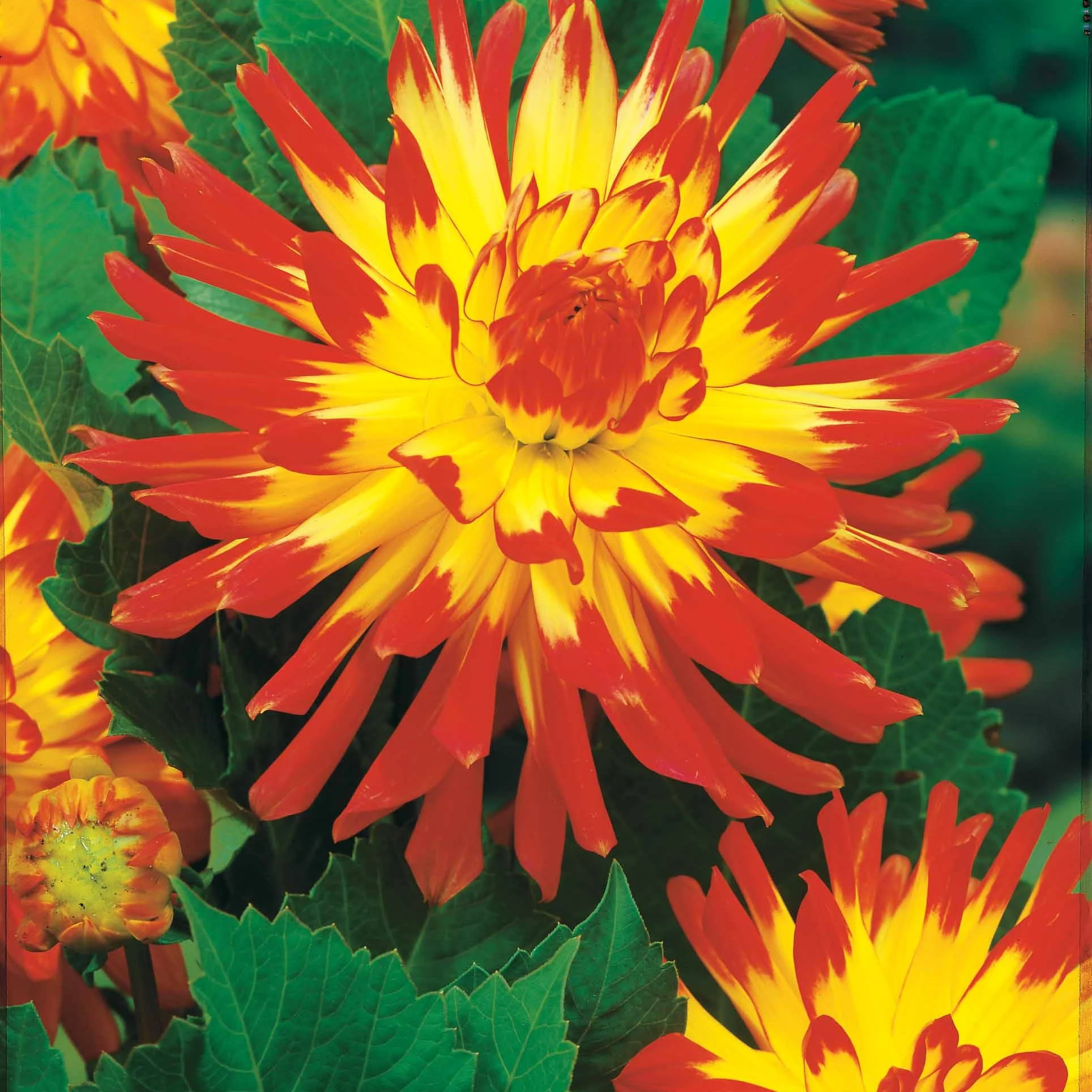 8 Dahlias cactus en mélange - Image 5