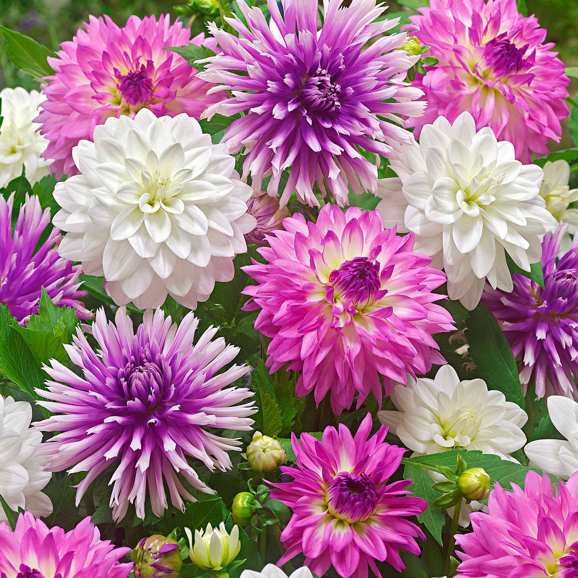 5 Dahlias All Summer Long en mélange