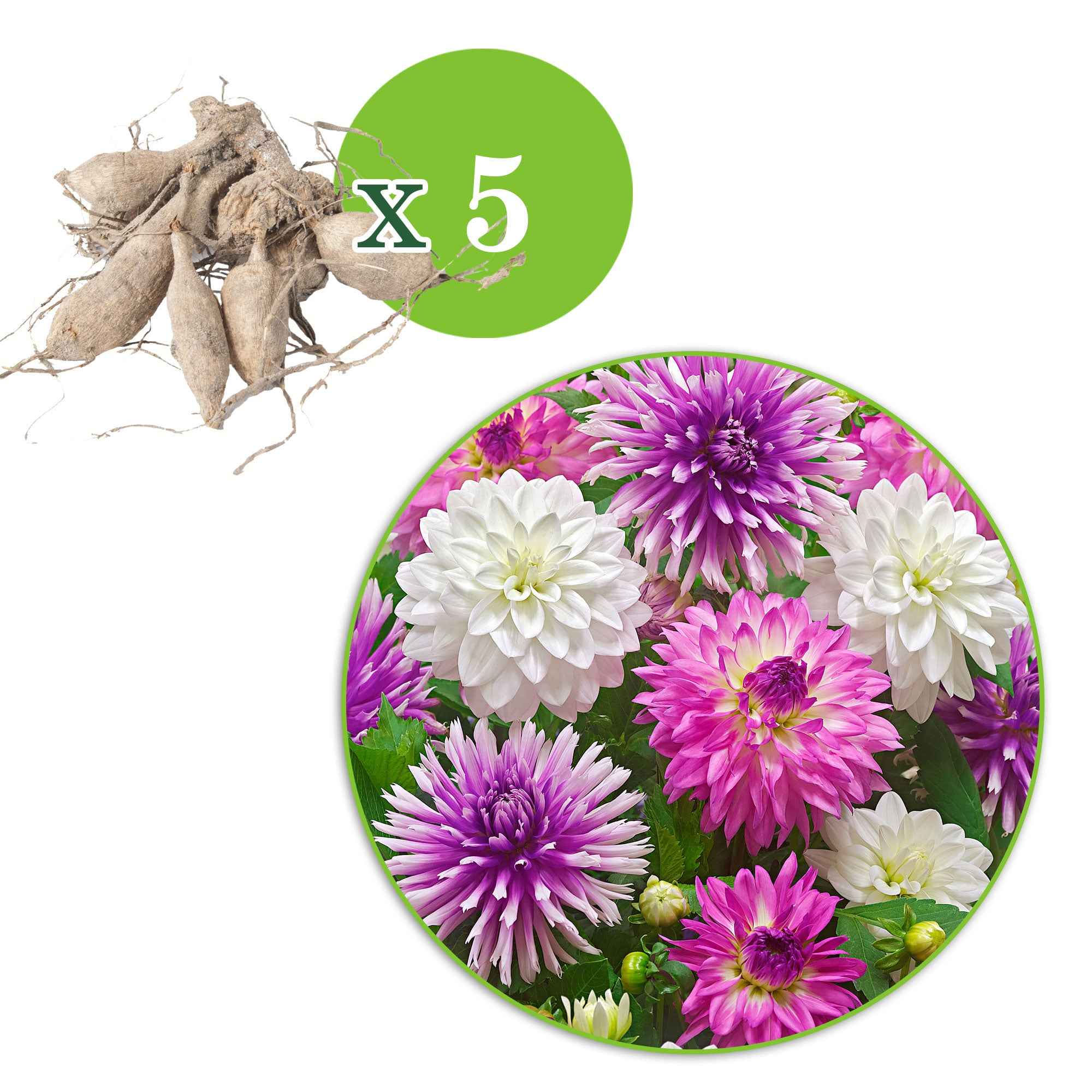 5 Dahlias All Summer Long en mélange - Image 3