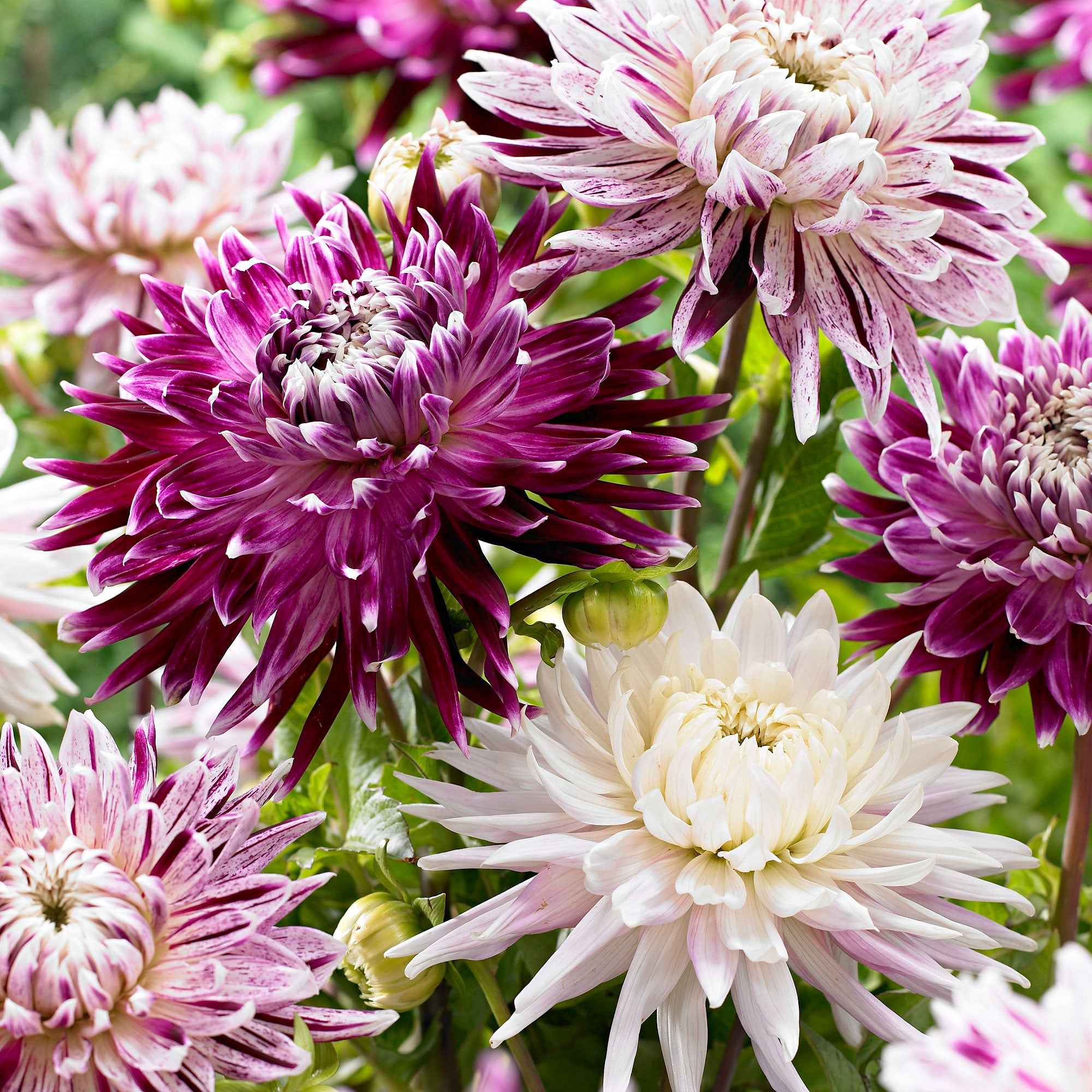 3 Dahlias Avignon et Vancouver en mélange