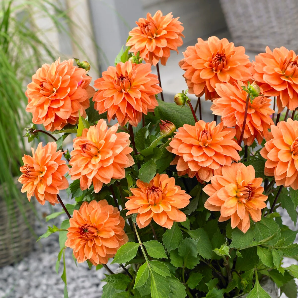 5 Dahlias en mélange - Image 2
