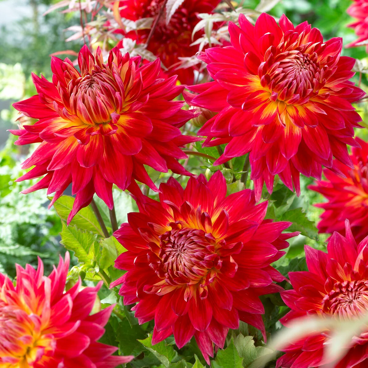 5 Dahlias en mélange - Image 3