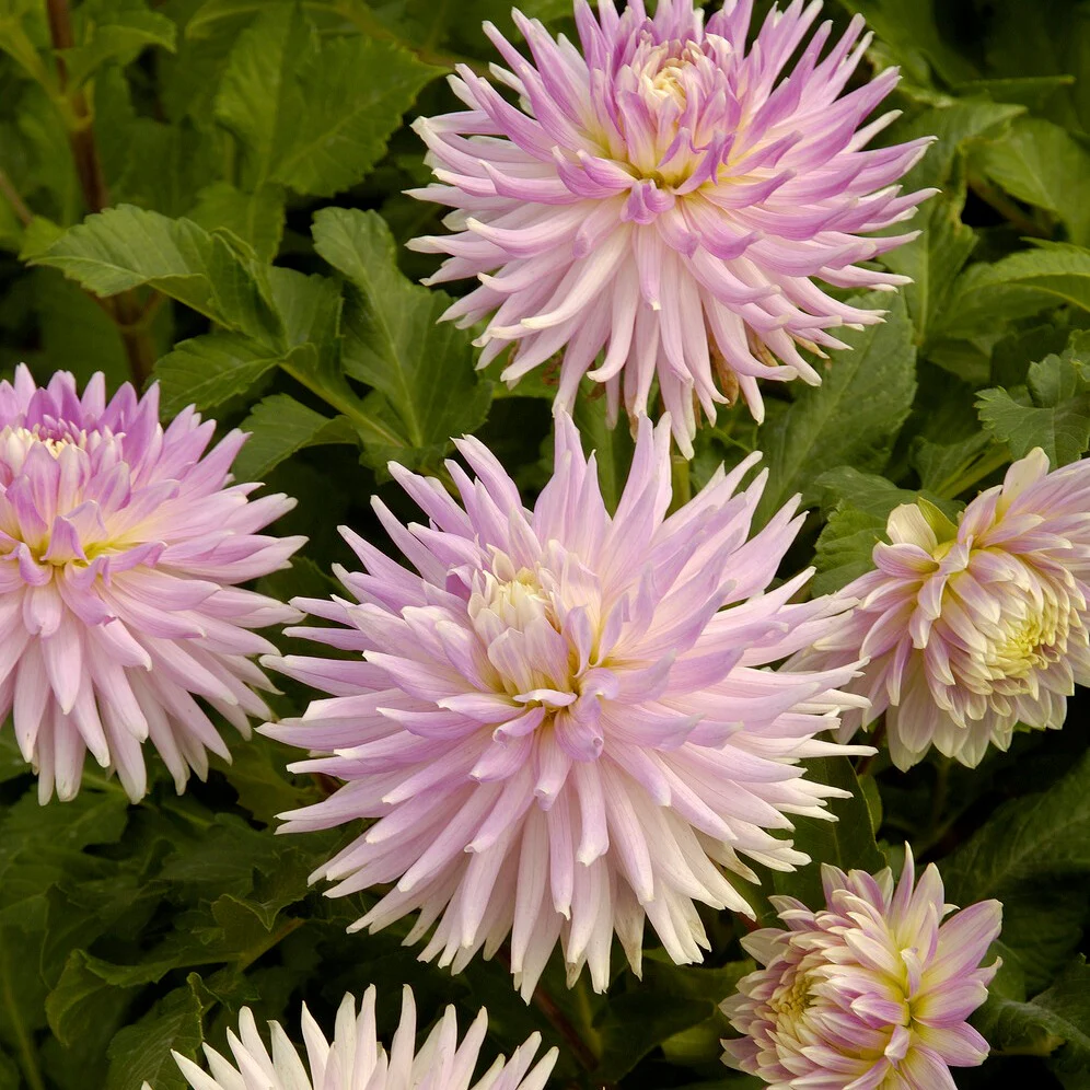 5 Dahlias en mélange - Image 4