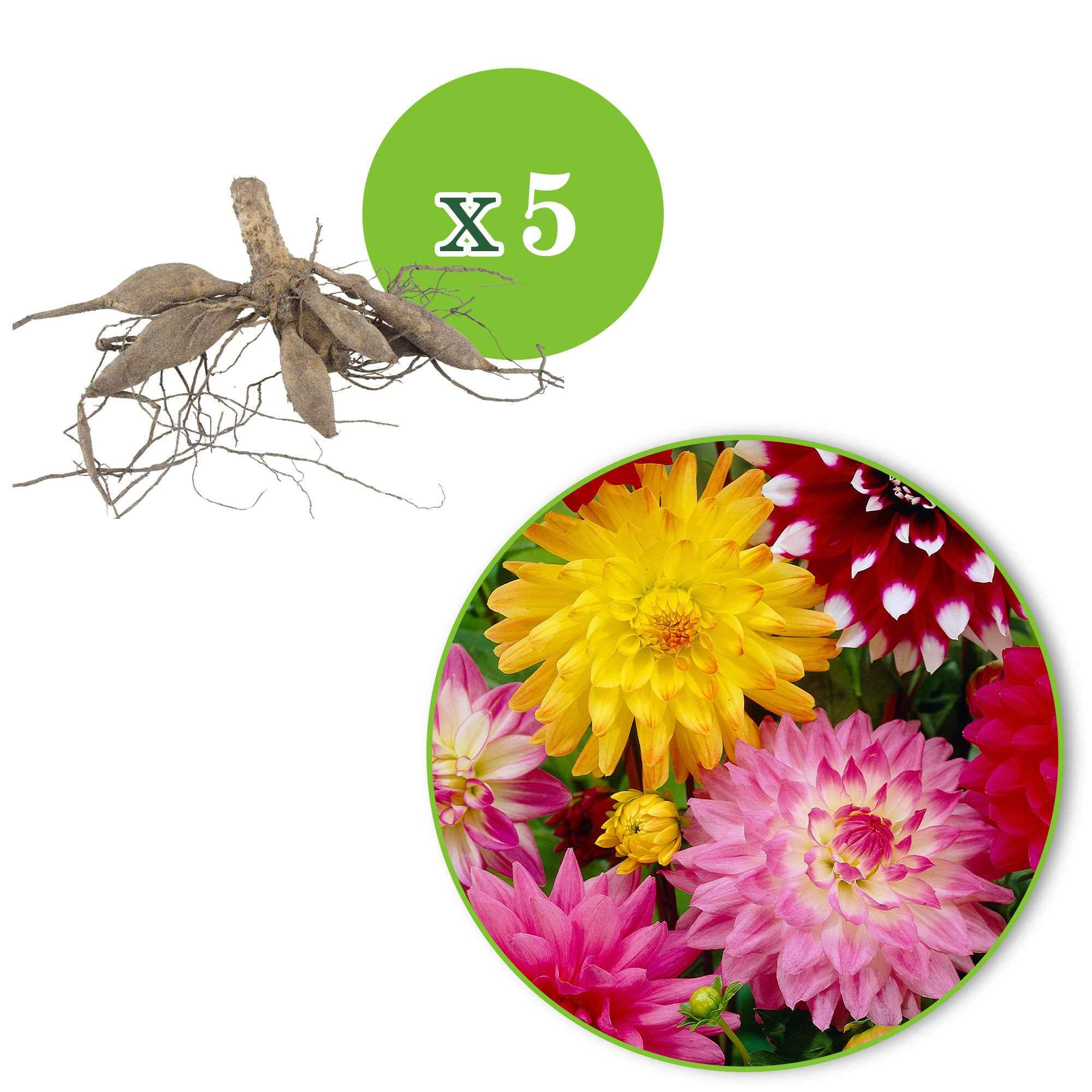 5 Dahlias en mélange - Image 5