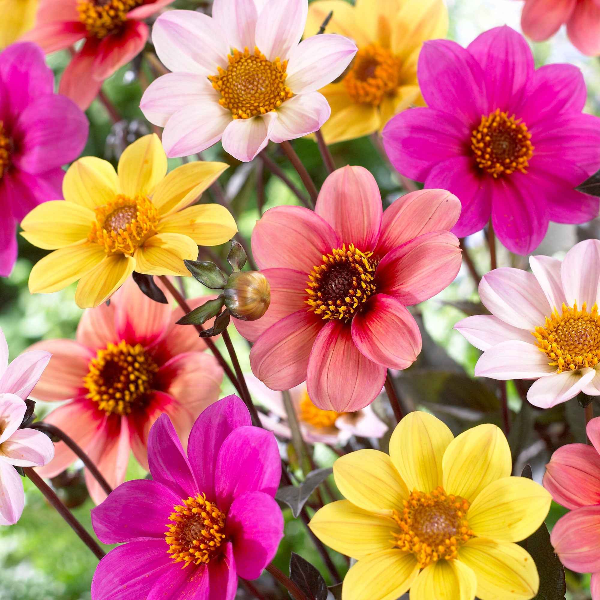 6 Dahlias HS Butterfly en mélange