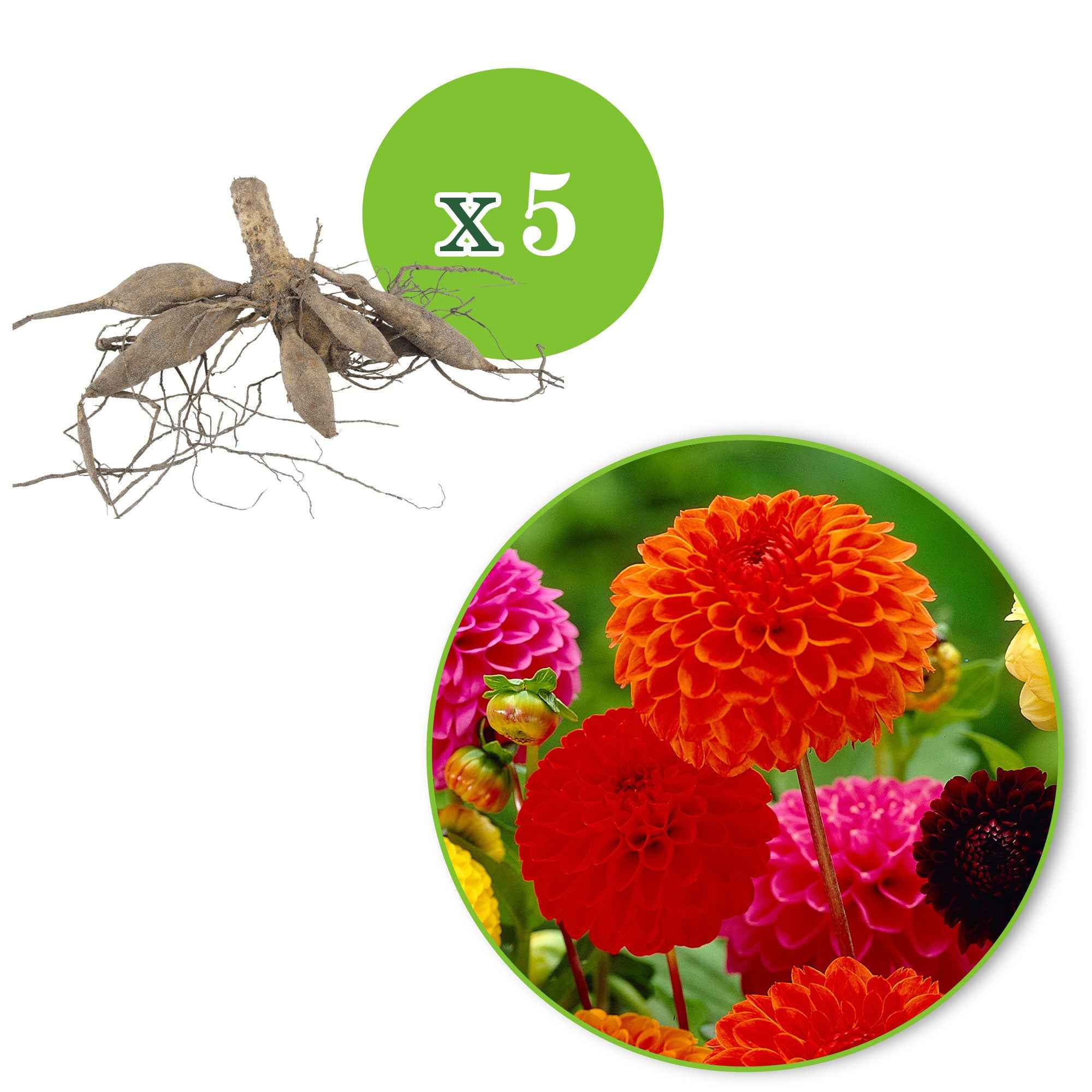 5 Dahlias pompon en mélange Ball Bio - Image 2