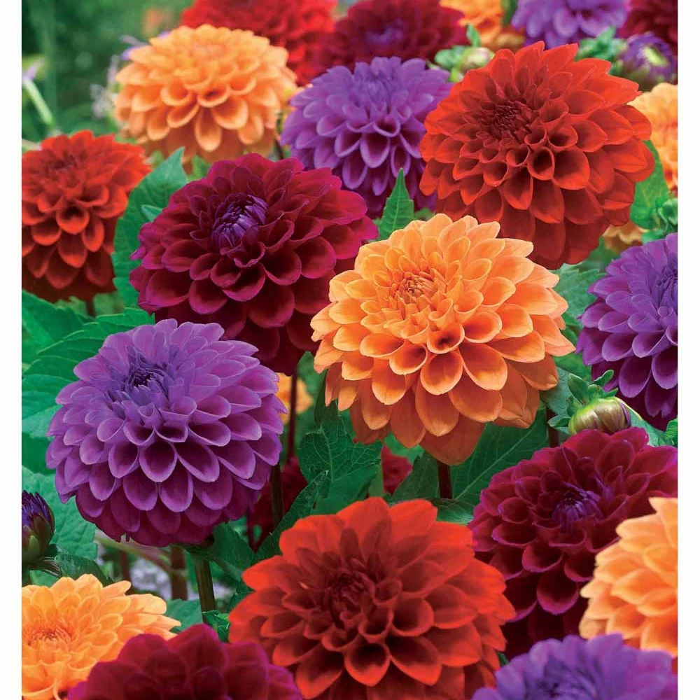 4 Dahlias pompons en mélange
