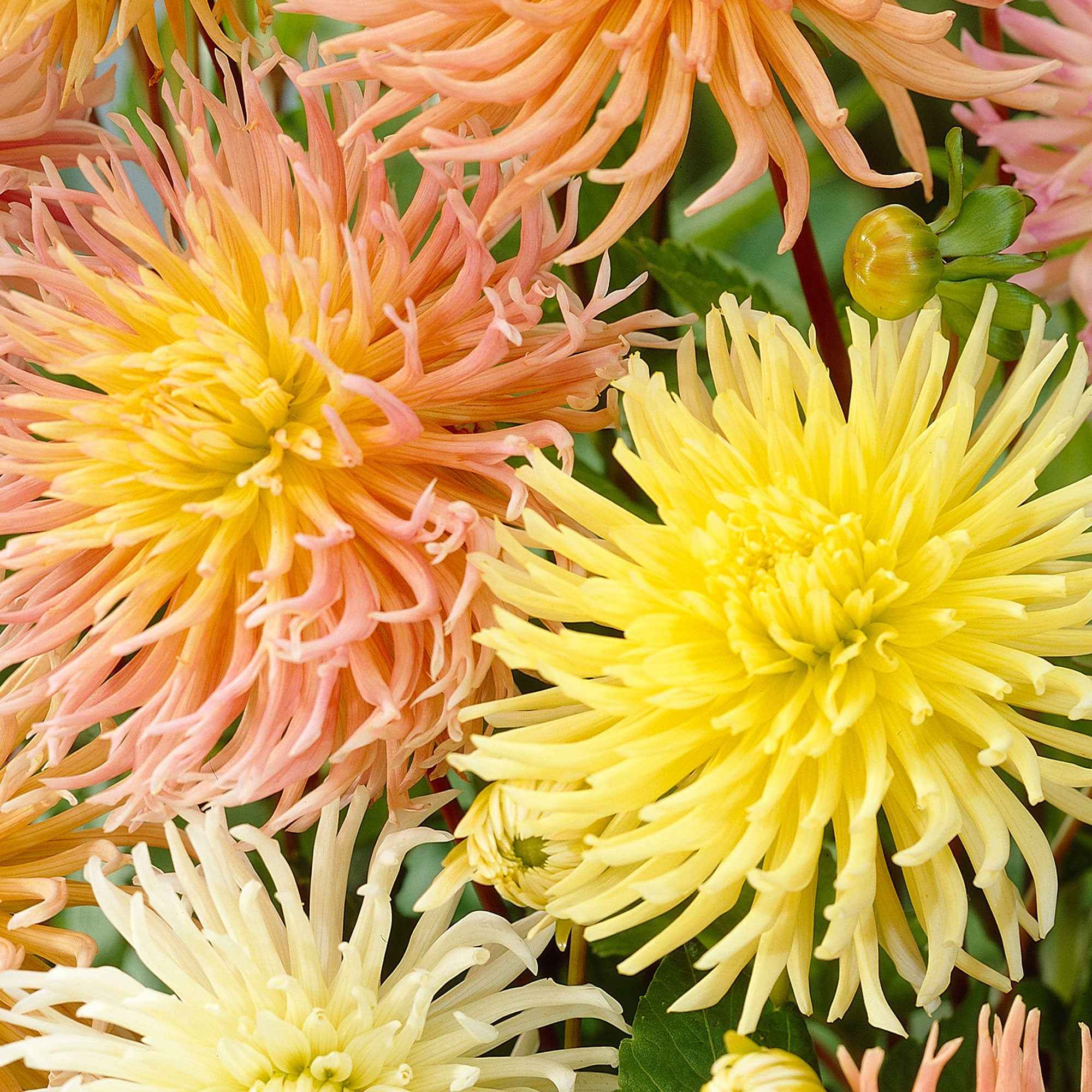 5 Dahlias Star en mélange