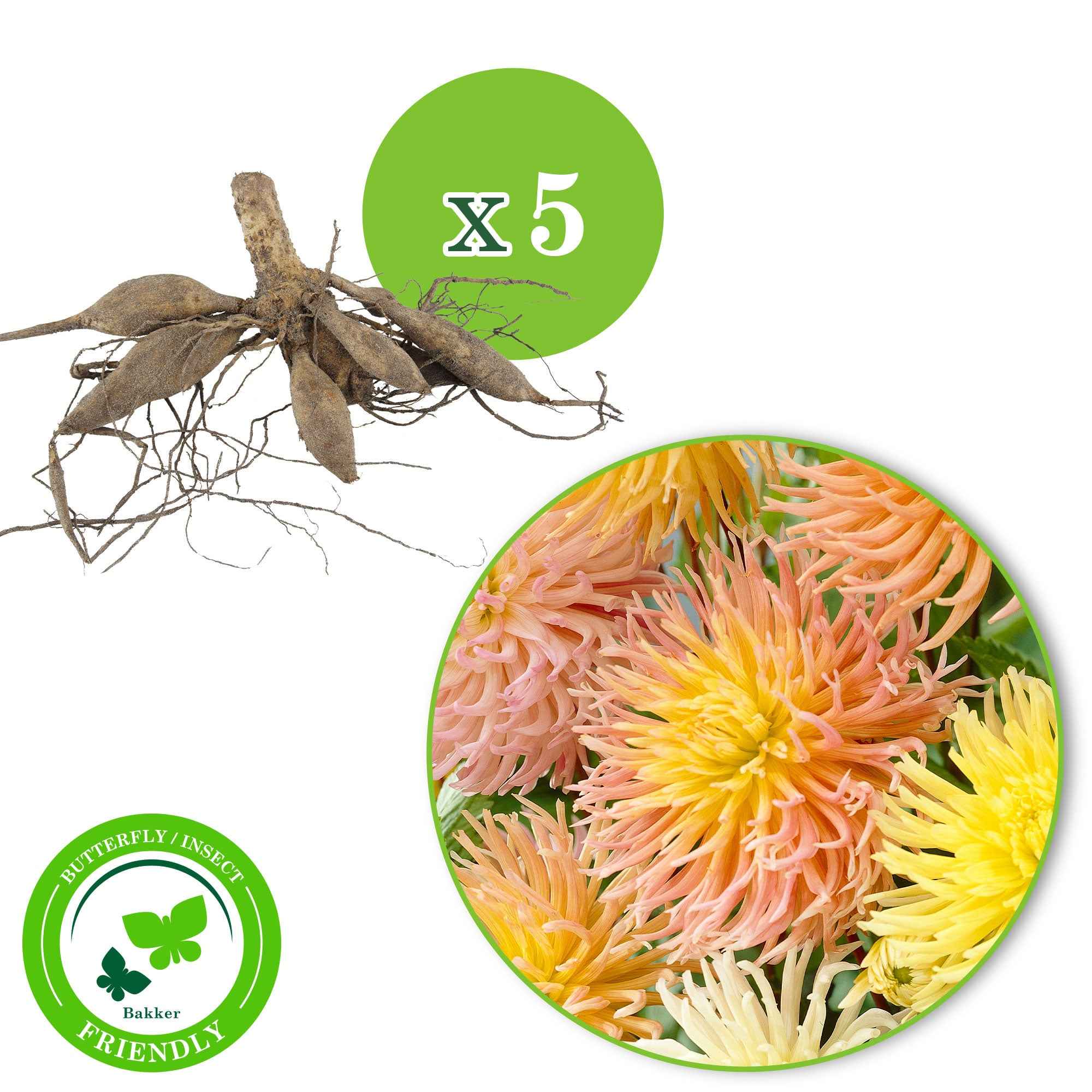 5 Dahlias Star en mélange - Image 2