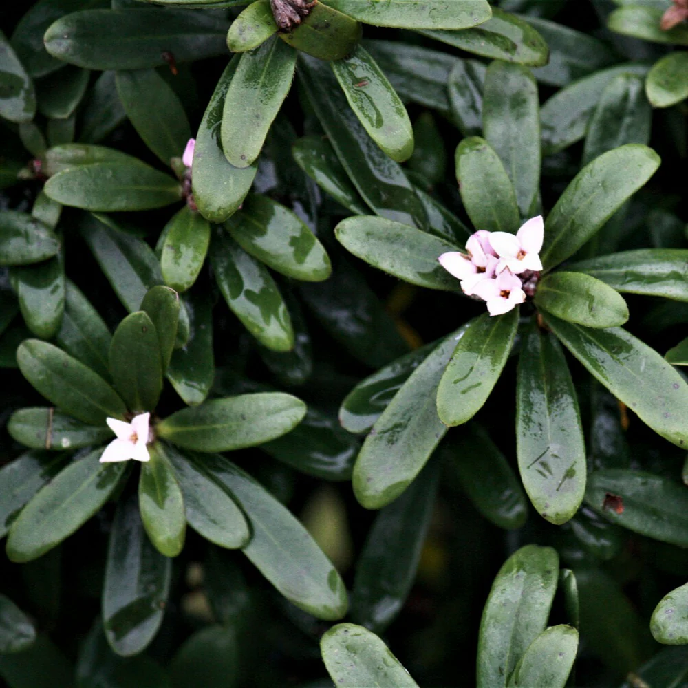 Daphne transatlantica Eternal Fragrance Blafra - Image 2