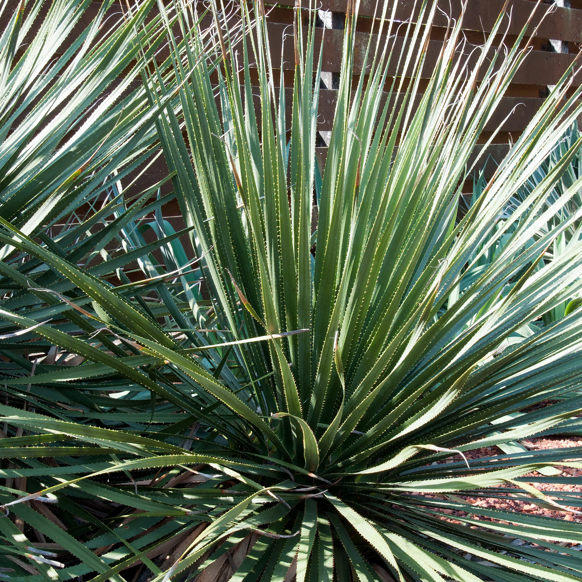 Dasylirion wheeleri - Image 2