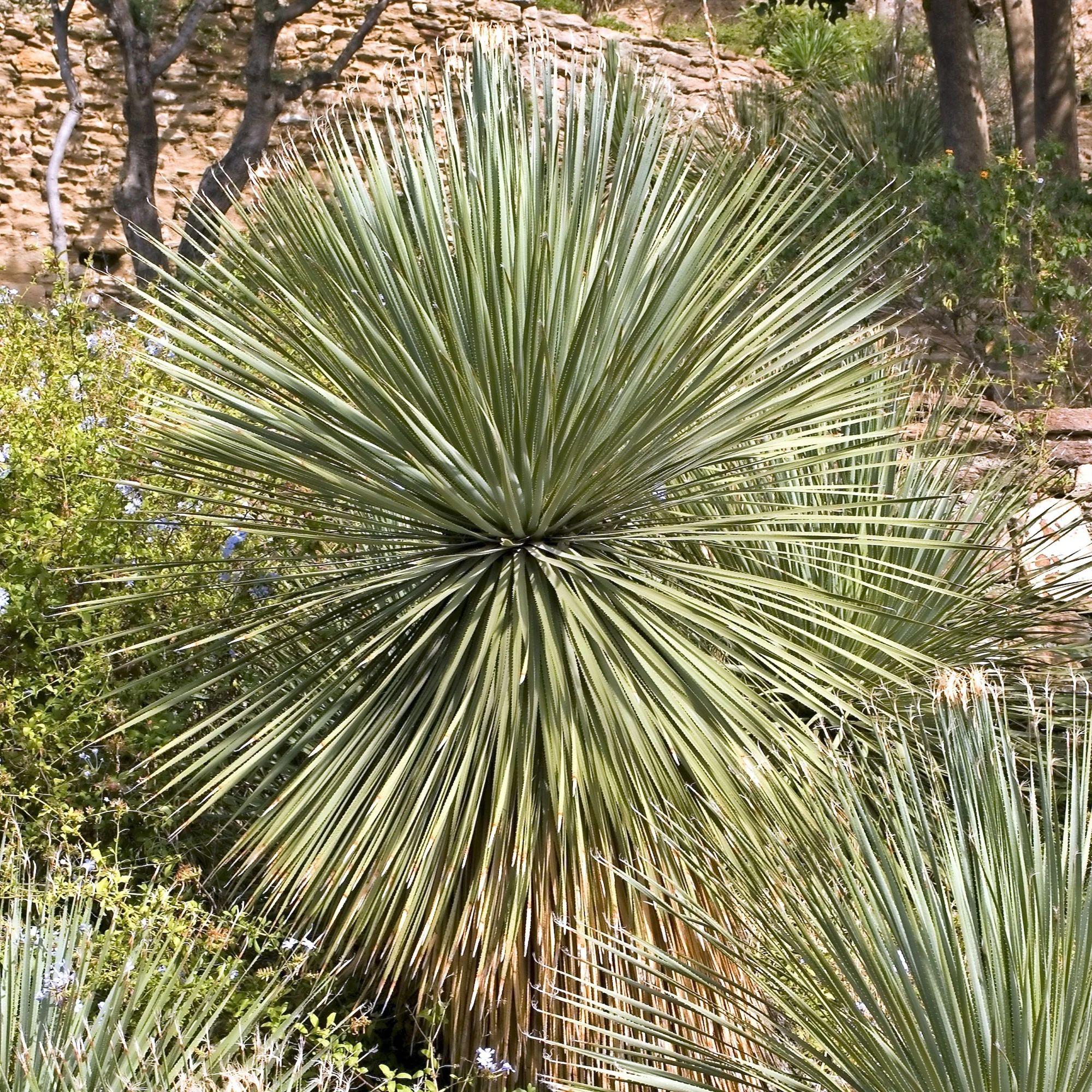 Dasylirion wheeleri - Image 5