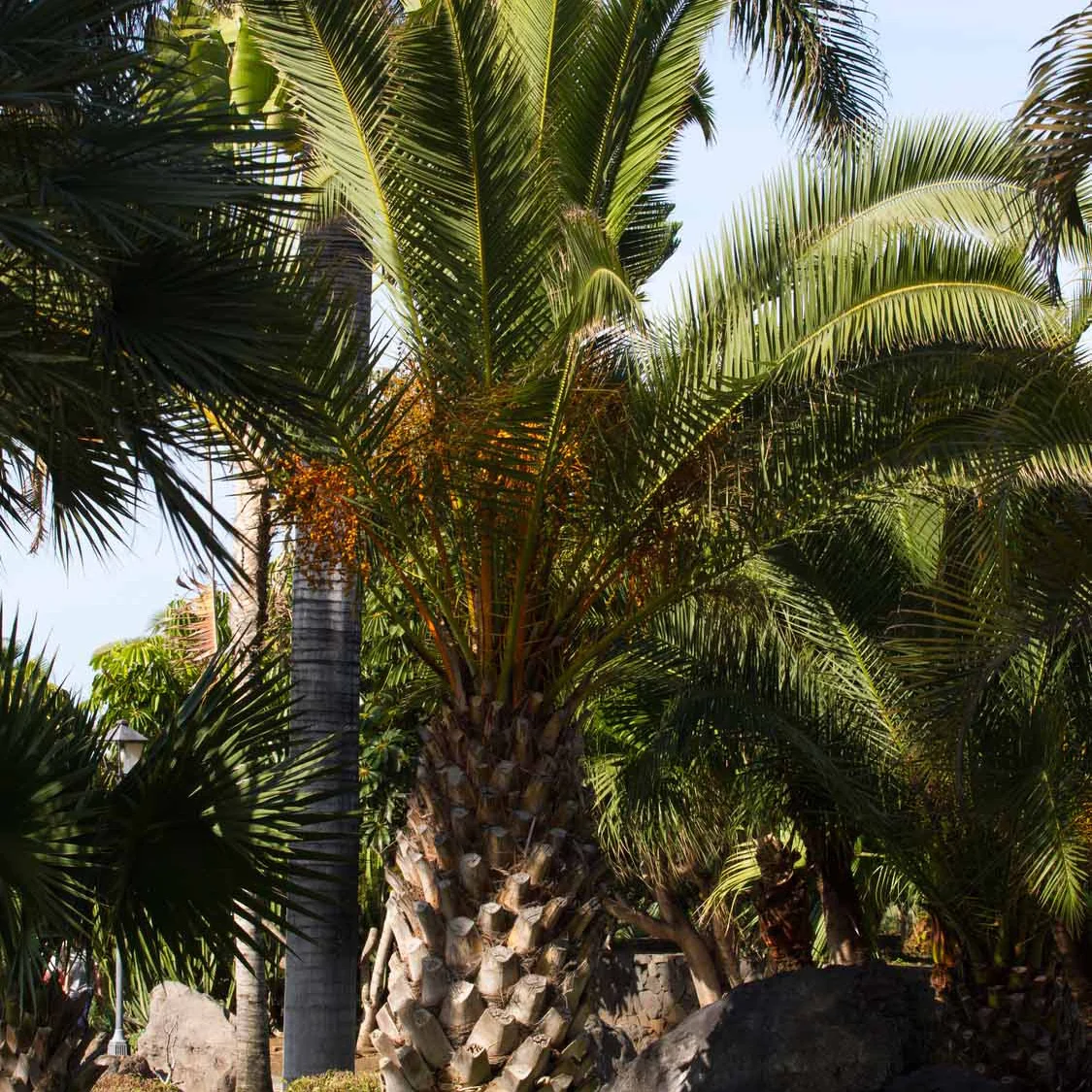 Palmier des Canaries - Image 2