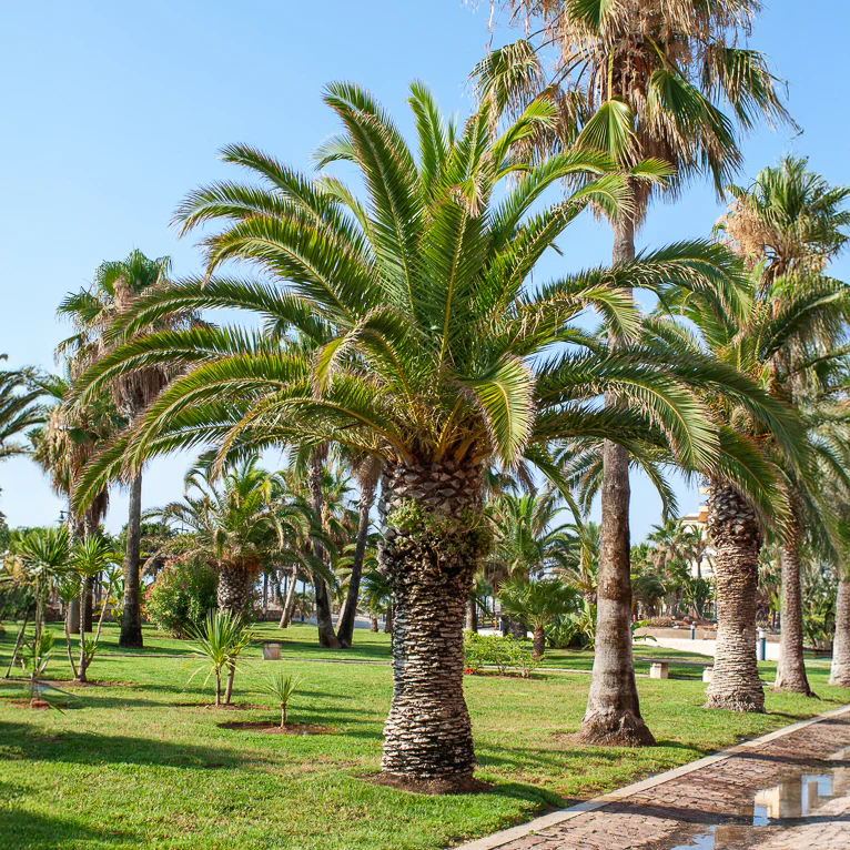 Palmier des Canaries - Image 3