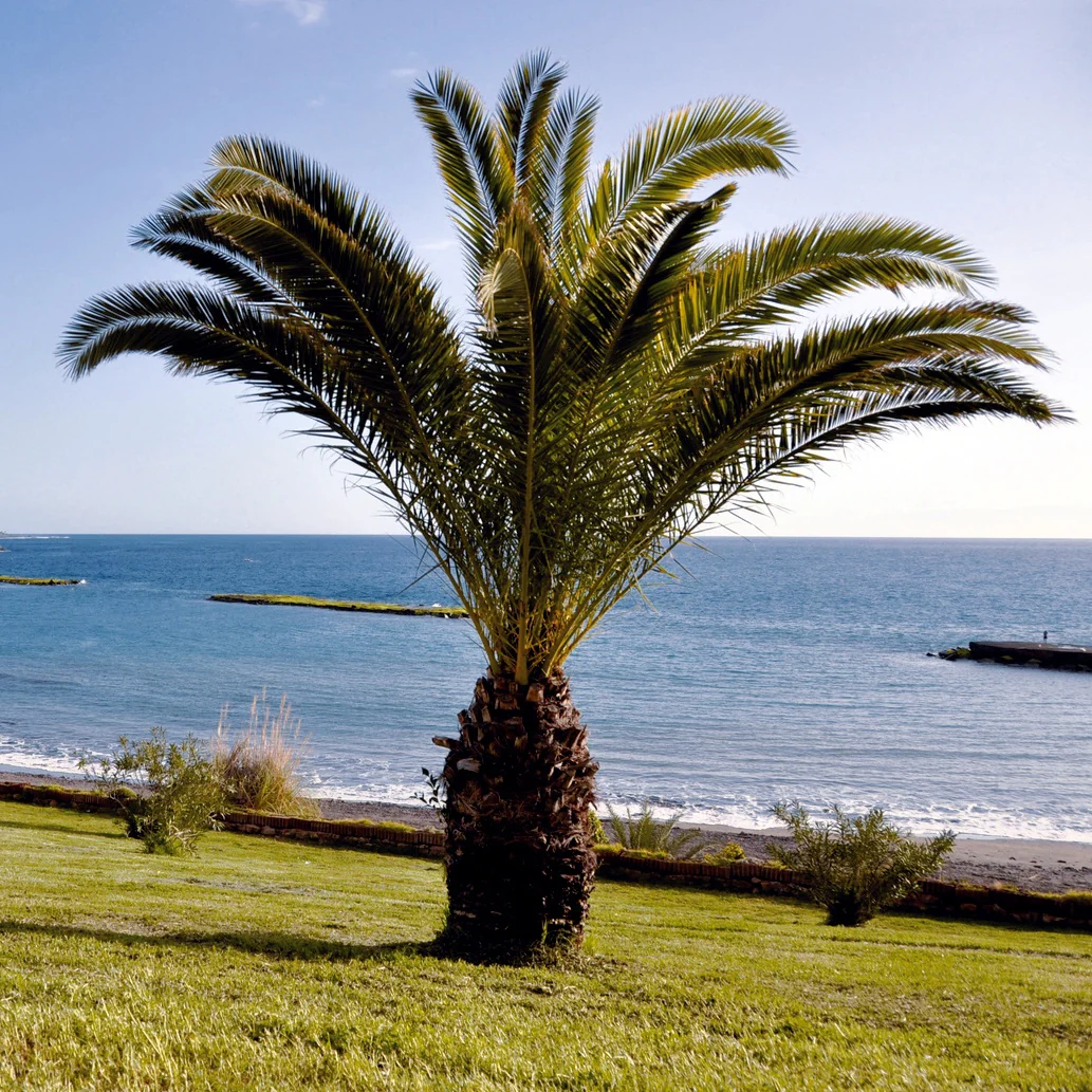 Palmier des Canaries - Image 4