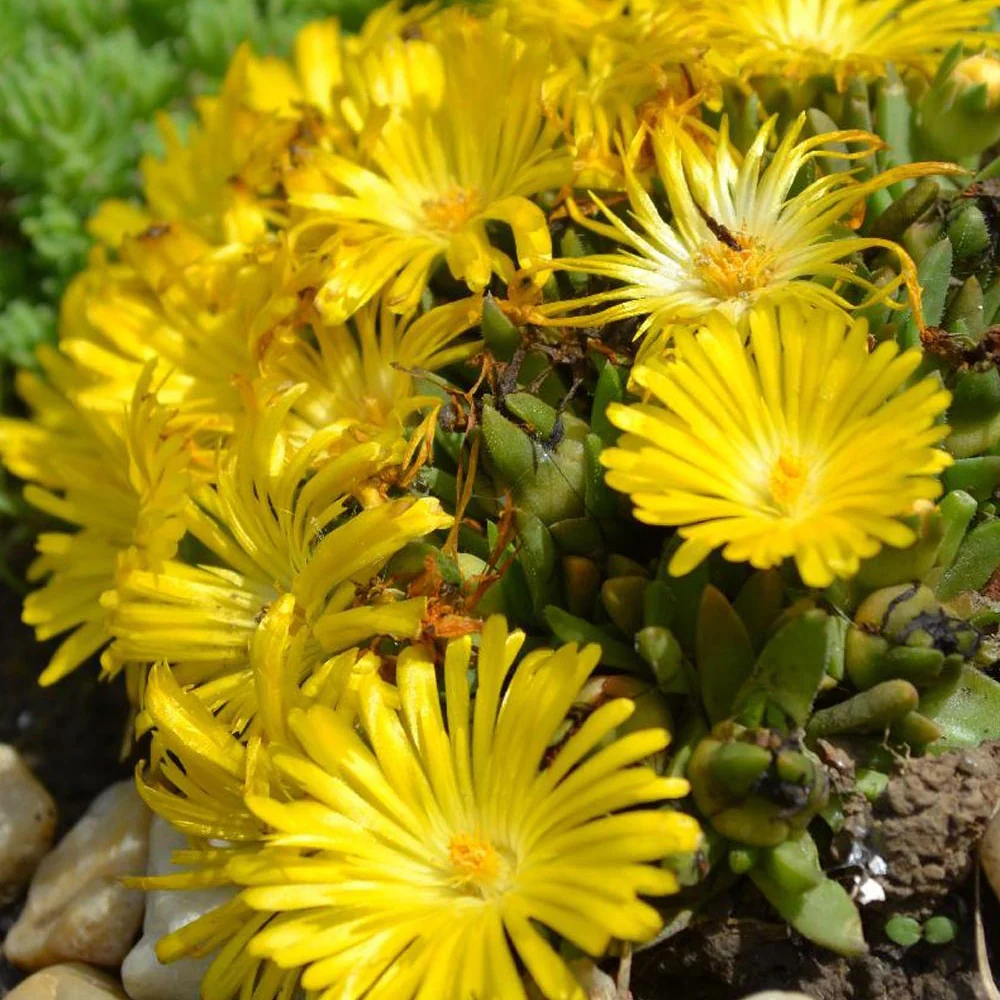 Delosperma congestionné