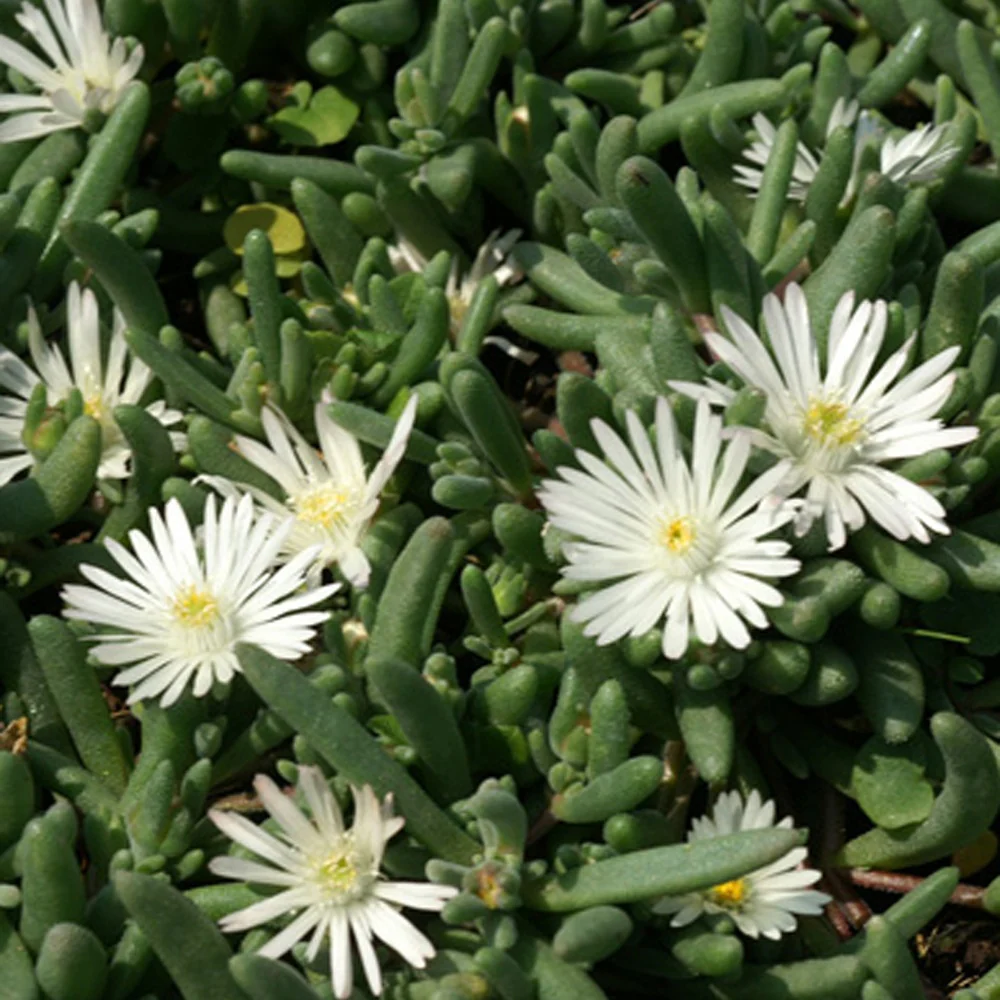 Delosperma Graaf Reinet