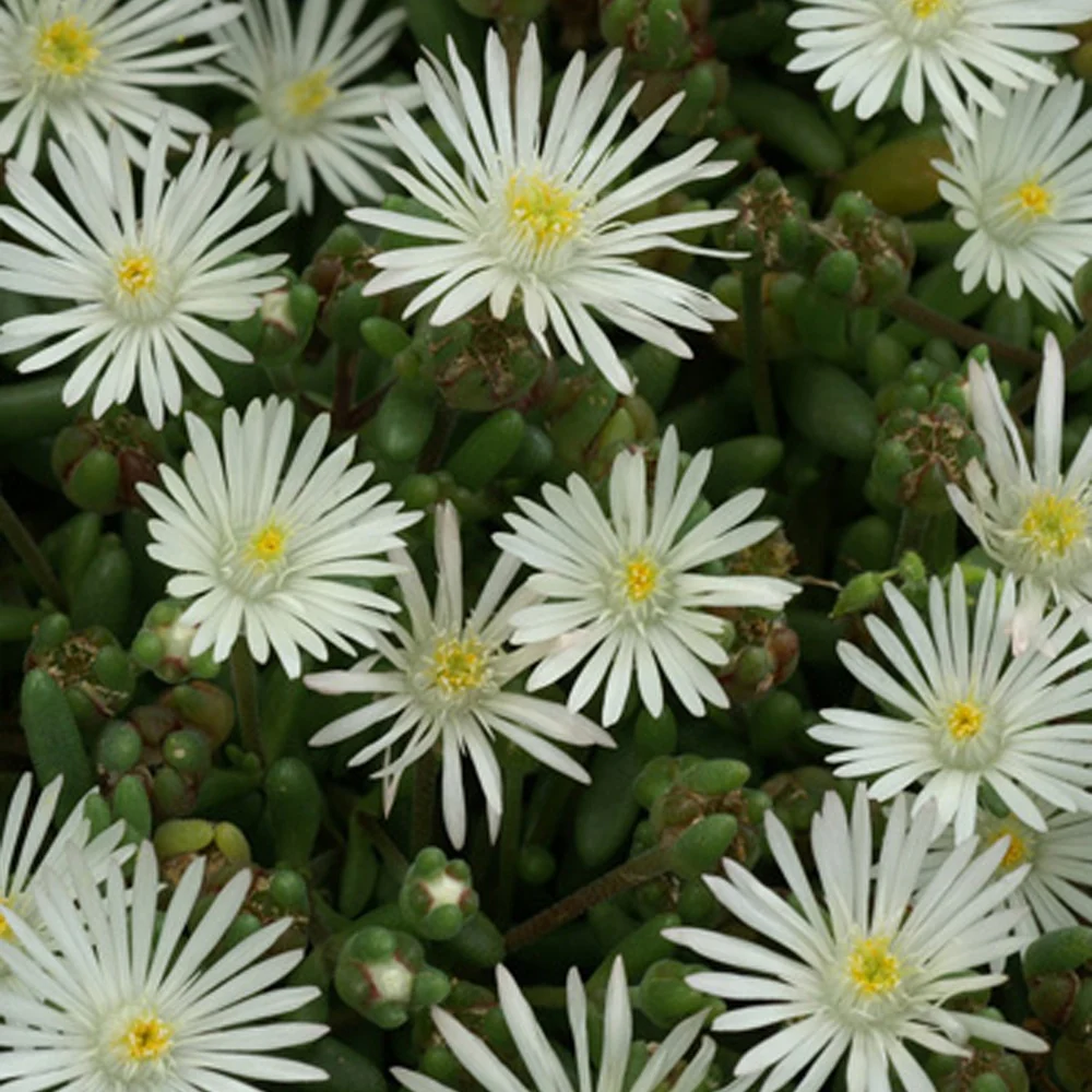 Delosperma Graaf Reinet - Image 2