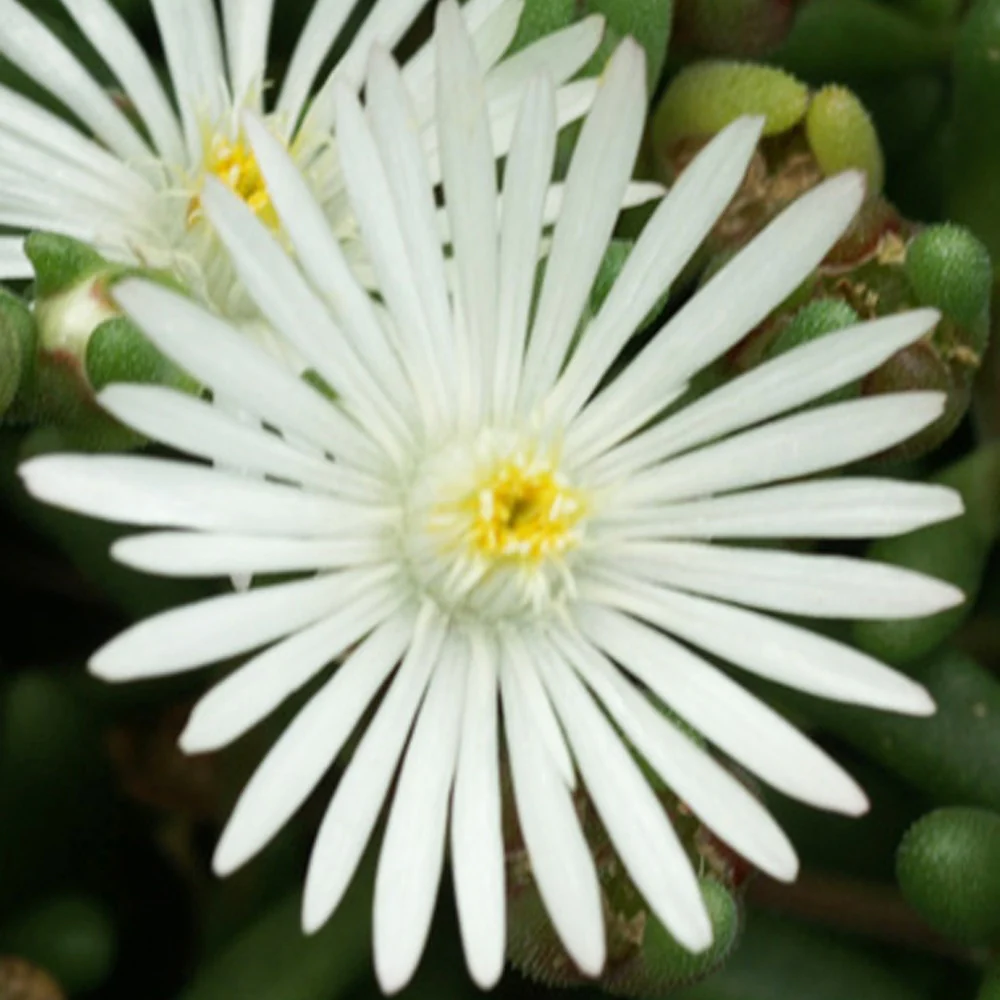 Delosperma Graaf Reinet - Image 3