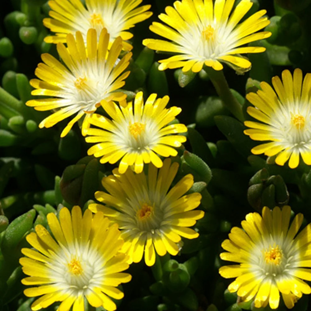 Delosperma Jewel of Desert Peridott ®