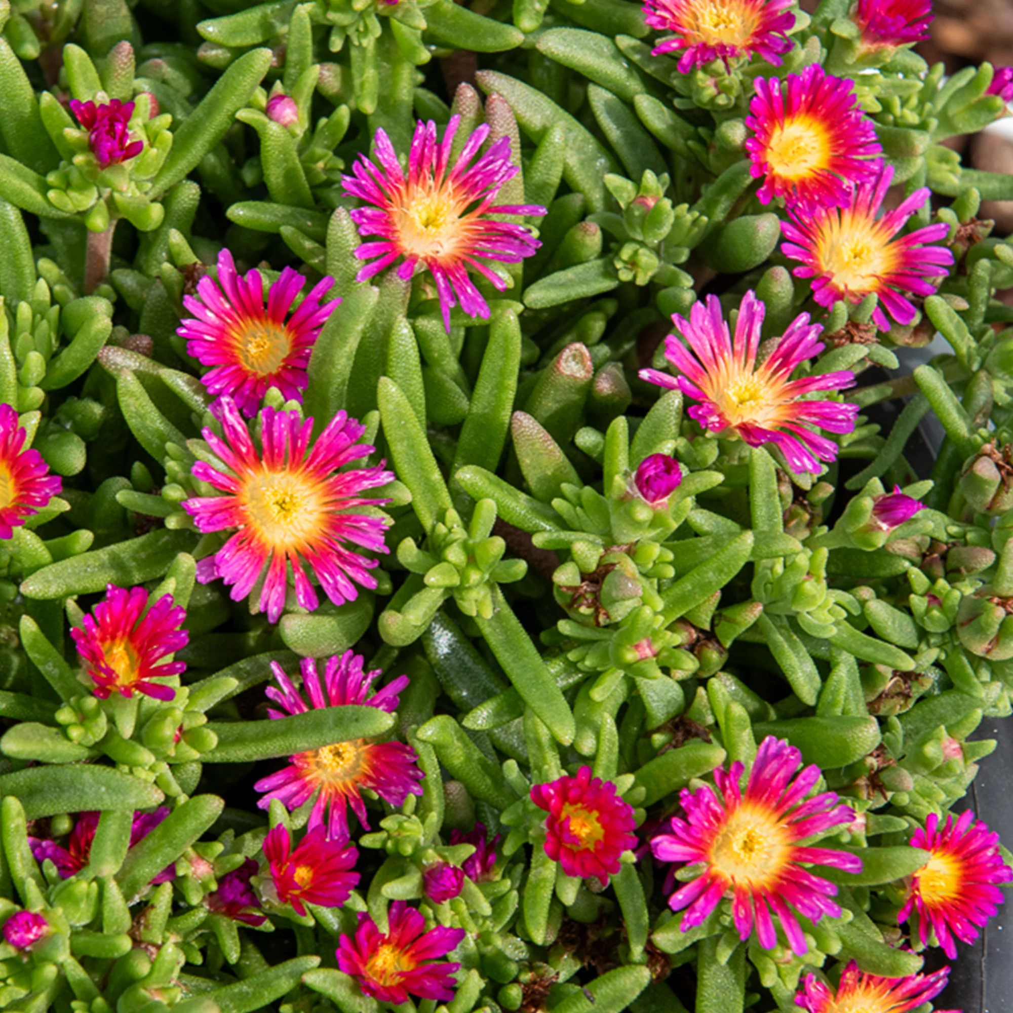 Delosperma Wheels of Wonder® Hot Pink - Image 3