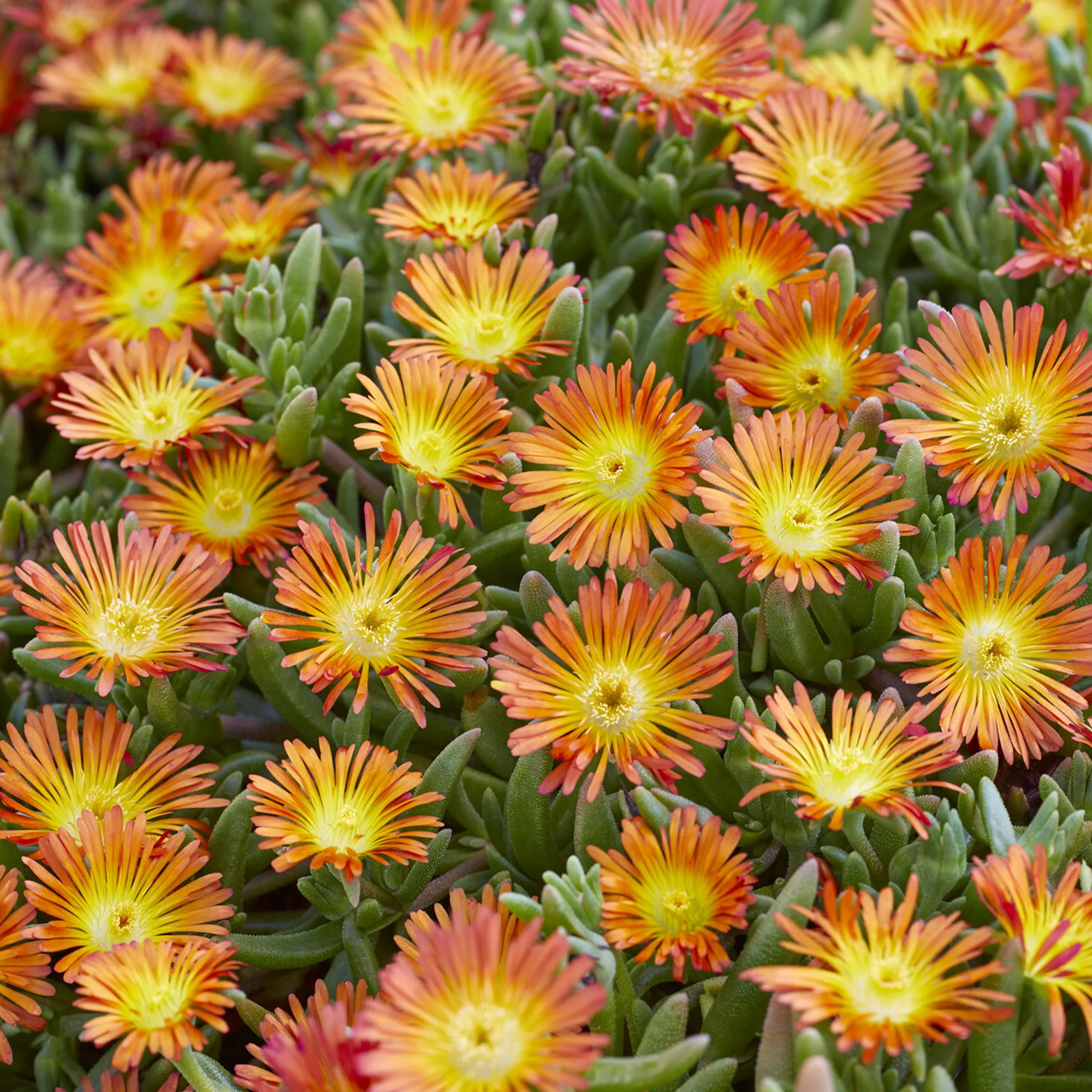 Delosperma Wheels of Wonder® Orange - Image 3