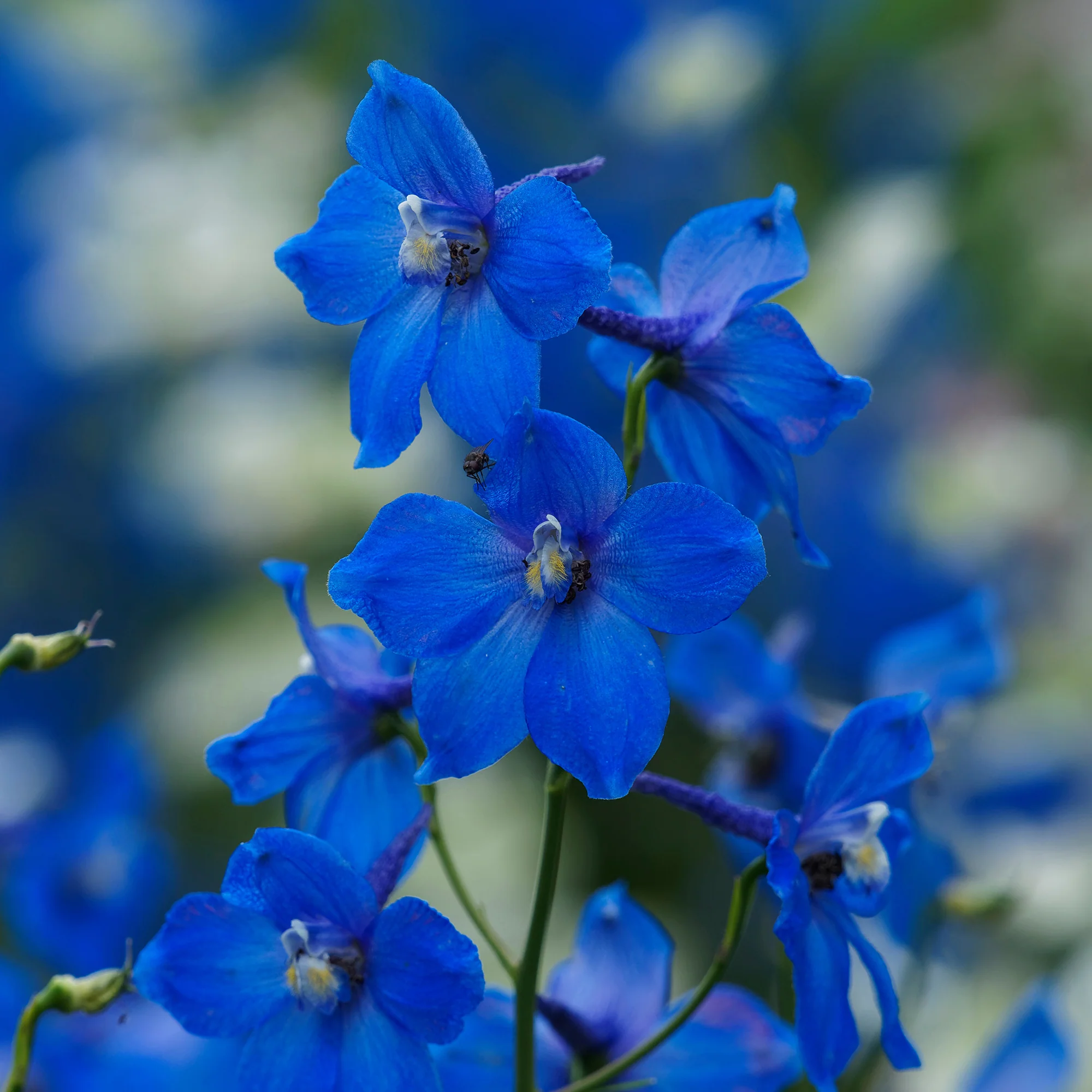 Delphinium belladones Bellamosum