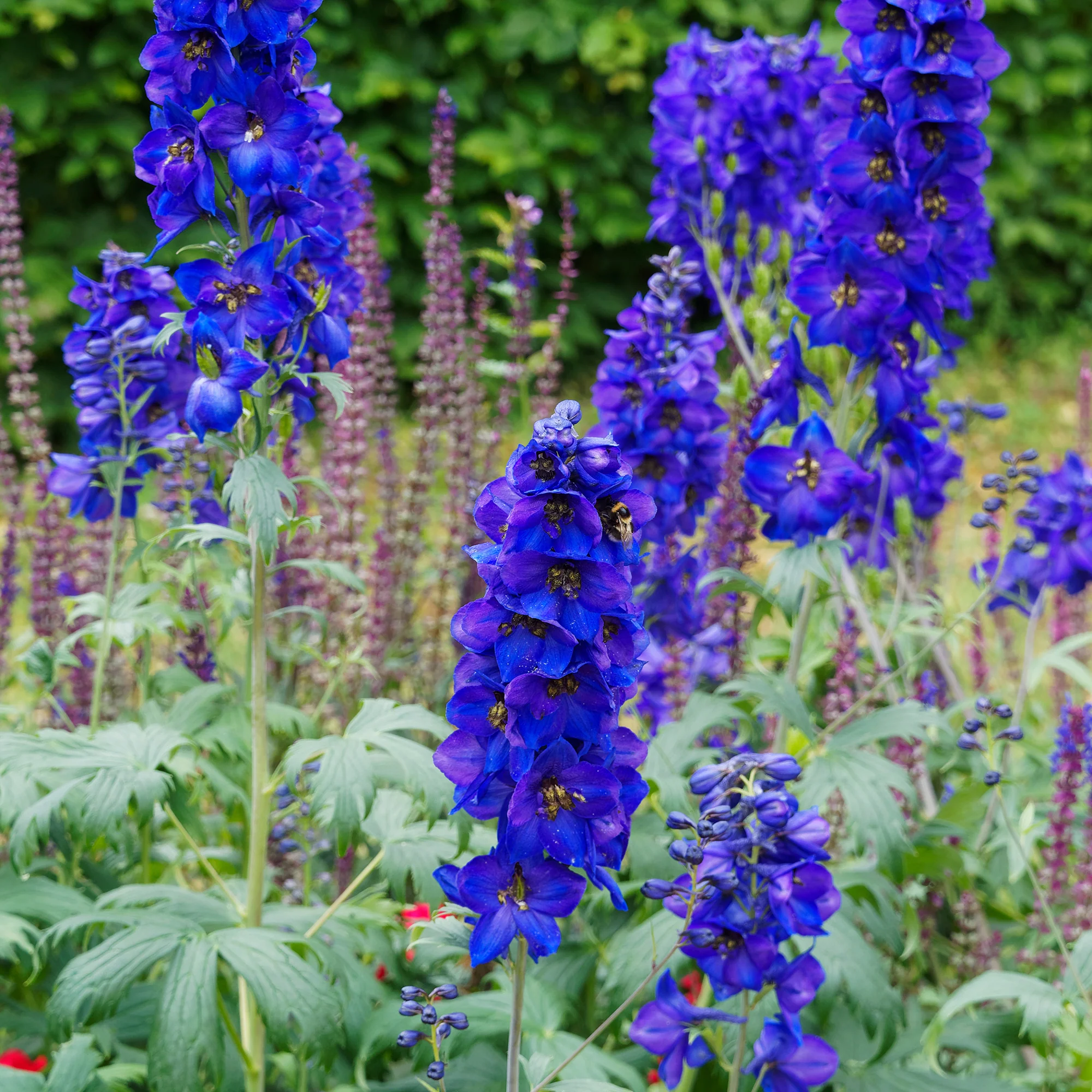 Delphinium belladones Bellamosum - Image 2
